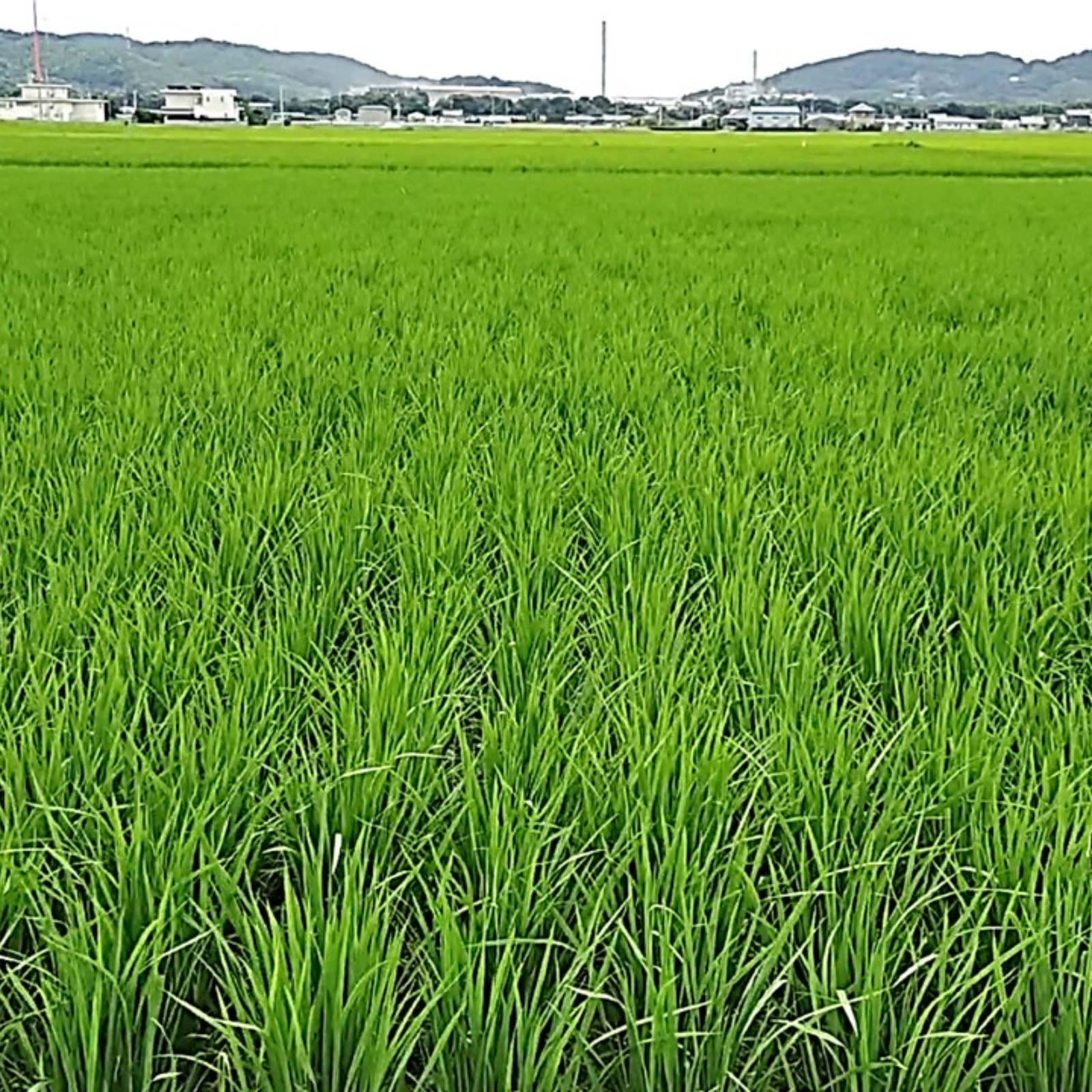 栽培期間中無化学肥料・無農薬栽培 2025年朝日米10kg玄米　たけ爺ブランド米