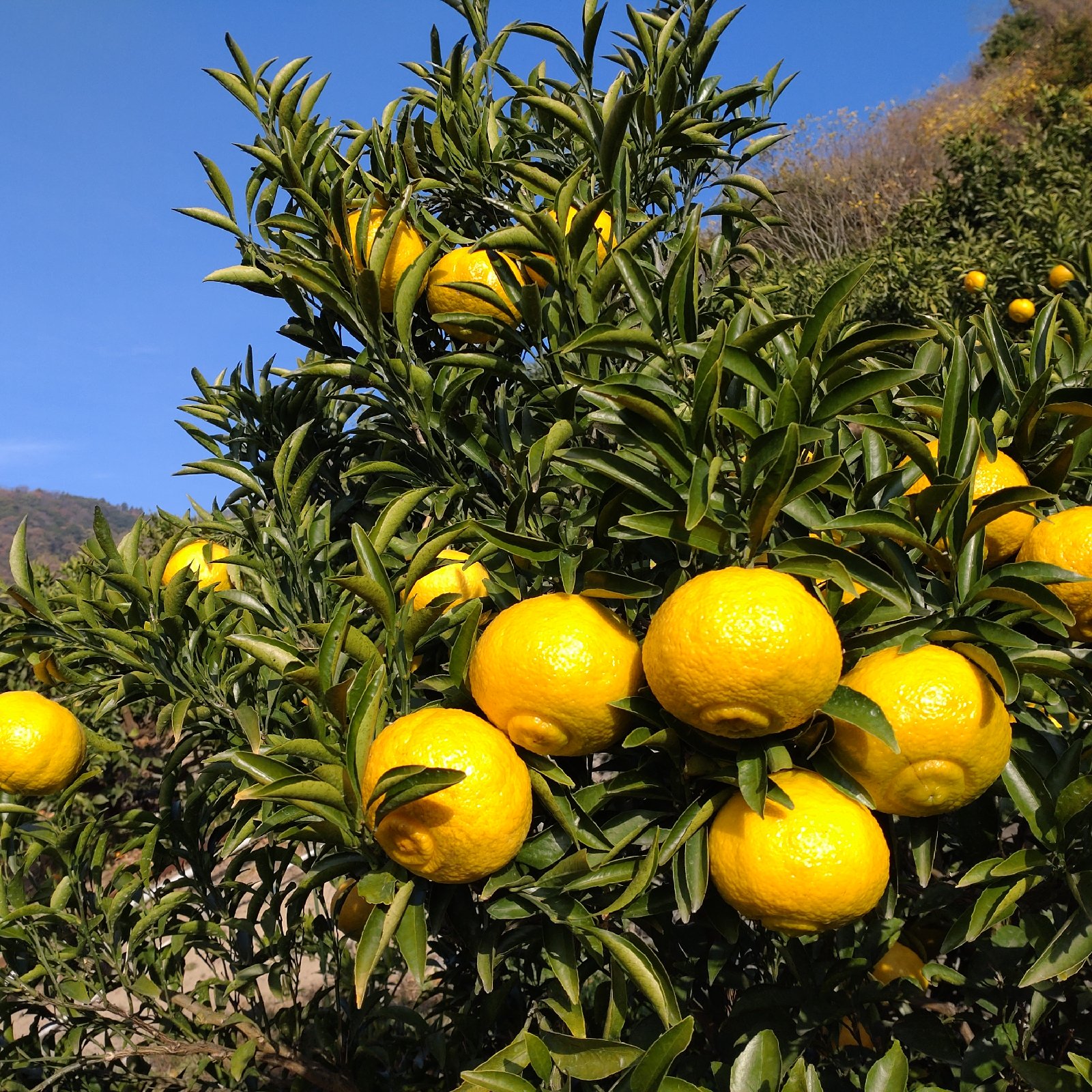 訳あり】加工用 はるか 10kg(箱込み) | 果物/オレンジ・その他みかん