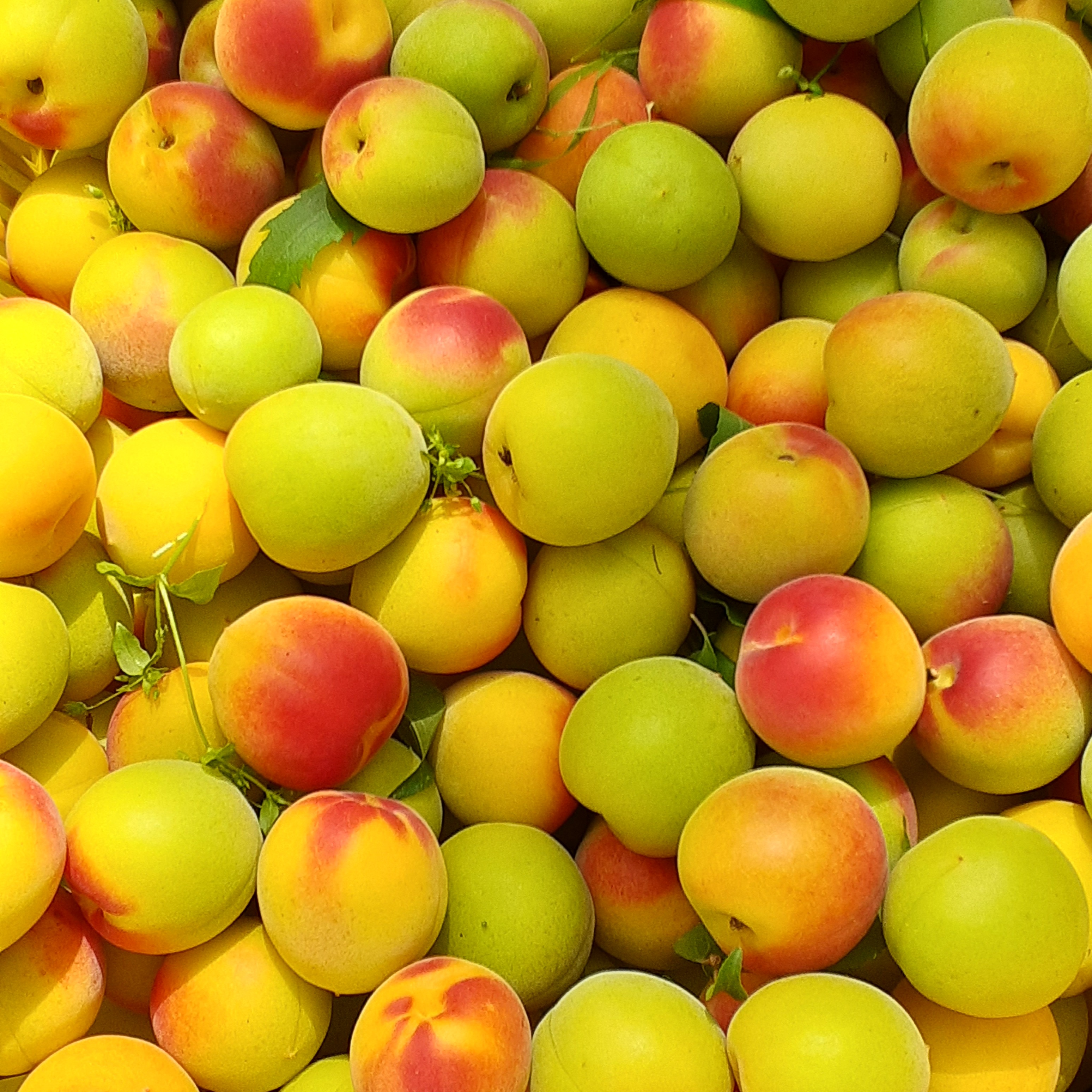 南高梅】なんこう梅3L～4L混在サイズ(2Kg)和歌山産「冷蔵便」 | 果物