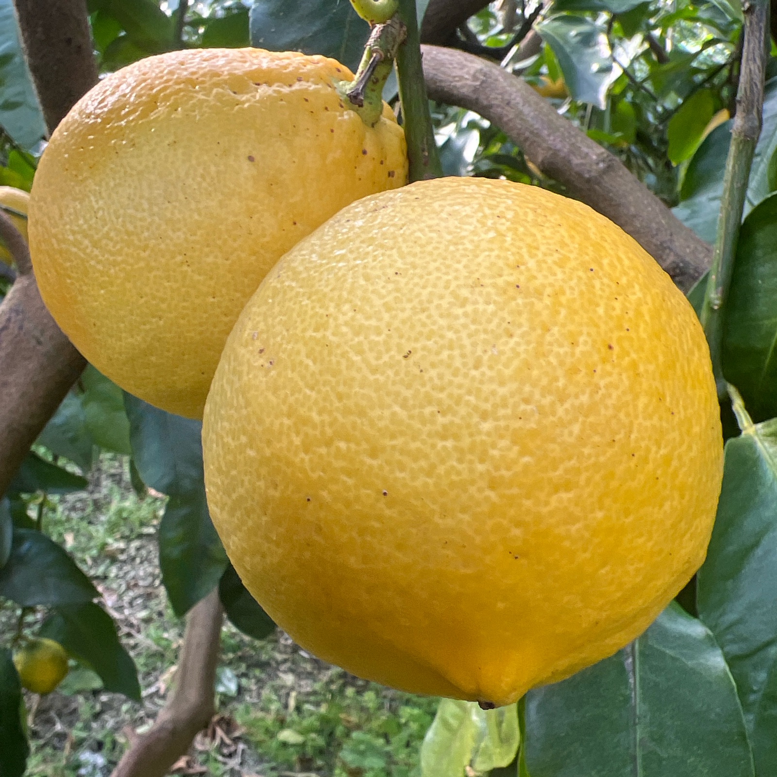 白木果樹園産(国産)ベルガモット 約2kg | 果物/オレンジ・その他みかん