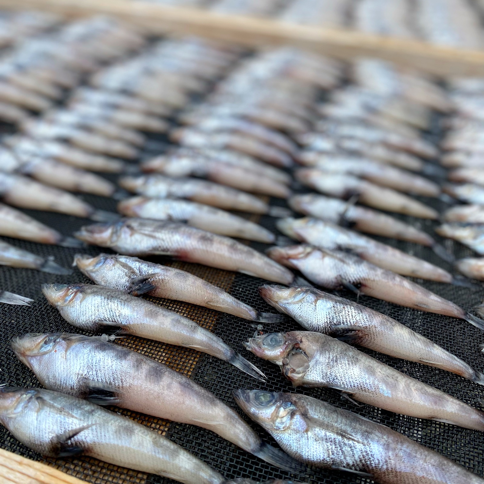 ららぽさん専用、丸干しに2キロ、500gが4個 北海道より直送 北海道