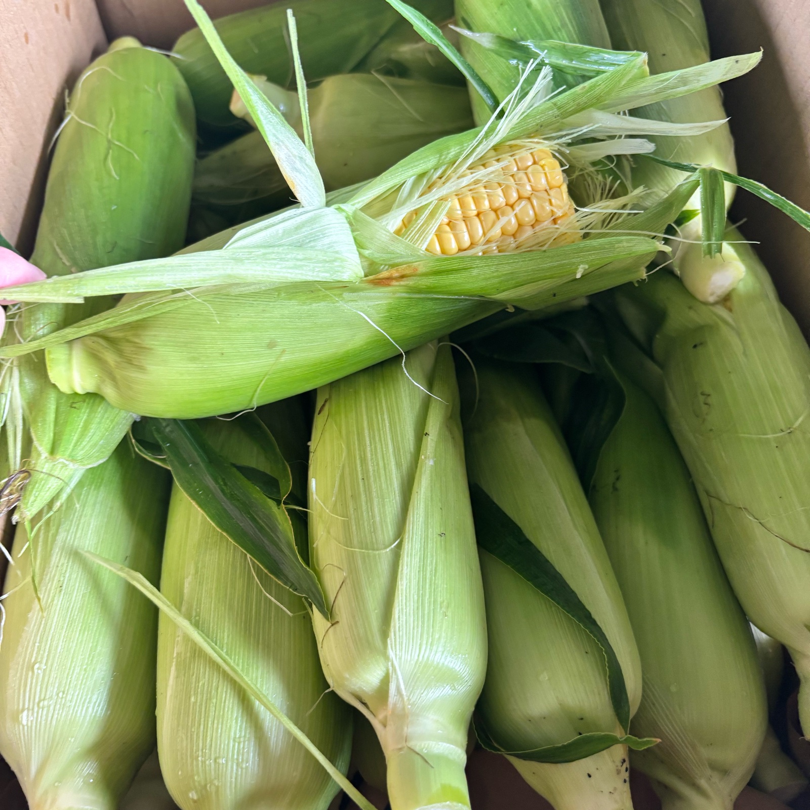 とうもろこし　朝採り 産地直送 そろそろ終わりの朝採りスイートコーン ｜ 野菜/とうもろこし 産直