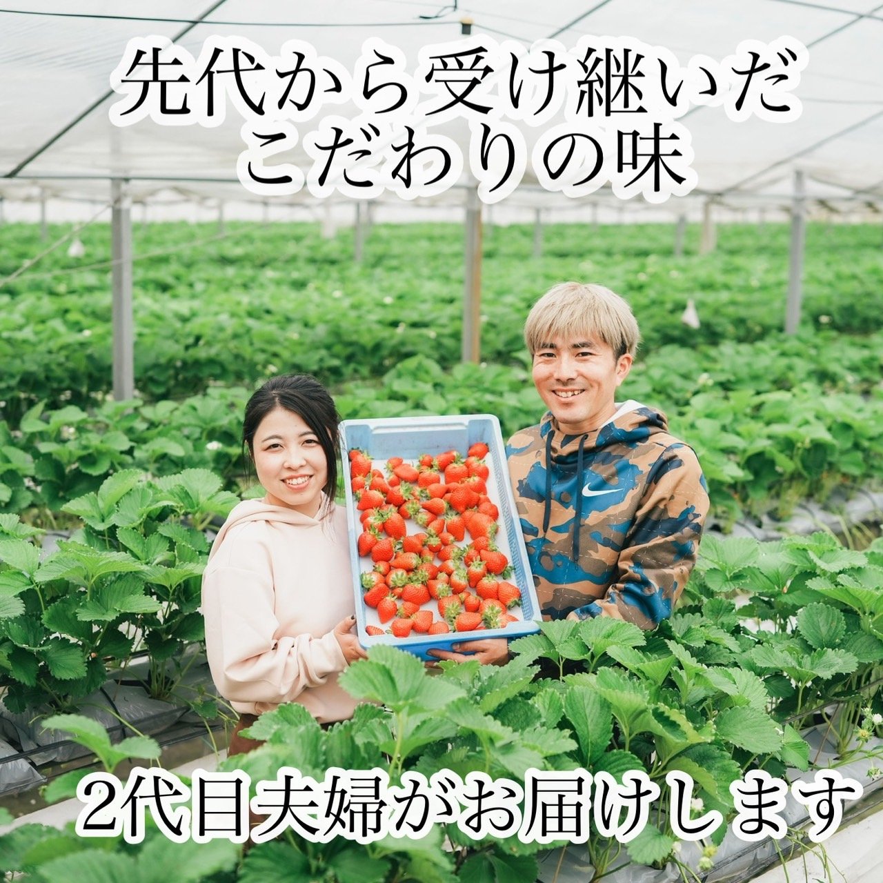 大粒‼️新鮮朝採りかんちゃん農園の甘いいちご ☆新鮮朝採り☆かんちゃん農園の甘いいちご ｜ 果物/いちご 産直アウル