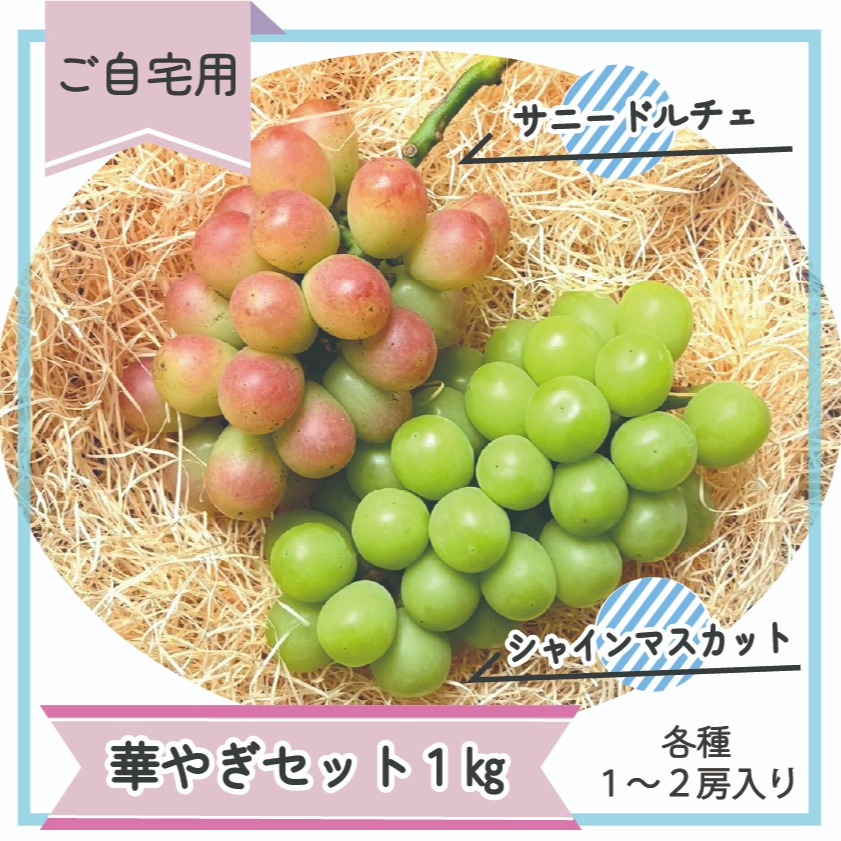 シャインマスカットご自宅用2パックセット kokochitofarm(ここちとふぁーむ)（岡山県・真庭市）｜生産者詳細