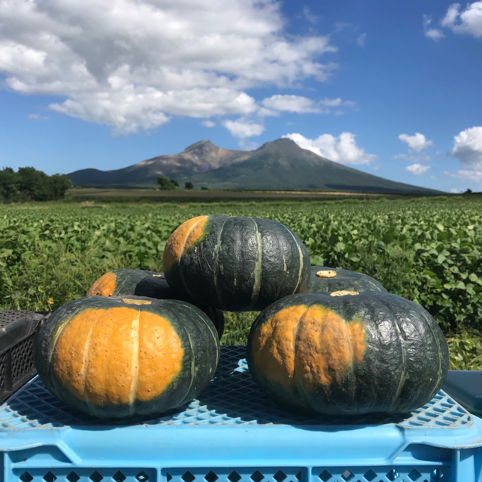 北海道産くり将軍? 6玉（約10kg） ｜ 野菜/かぼちゃ 産直アウル 農家 