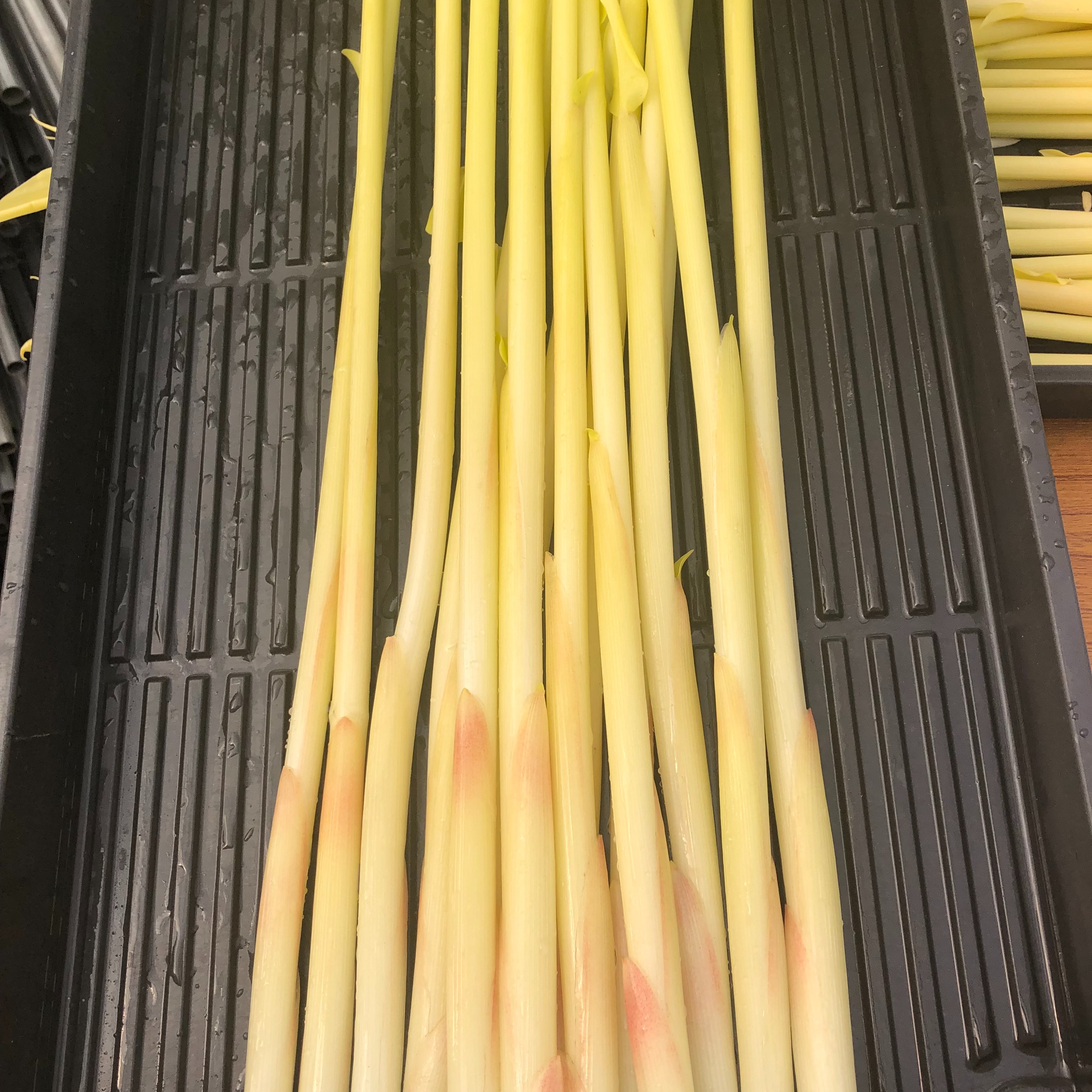 みょうが竹 7本パック ｜ 野菜/薬味 産直アウル 農家・漁師など生産者