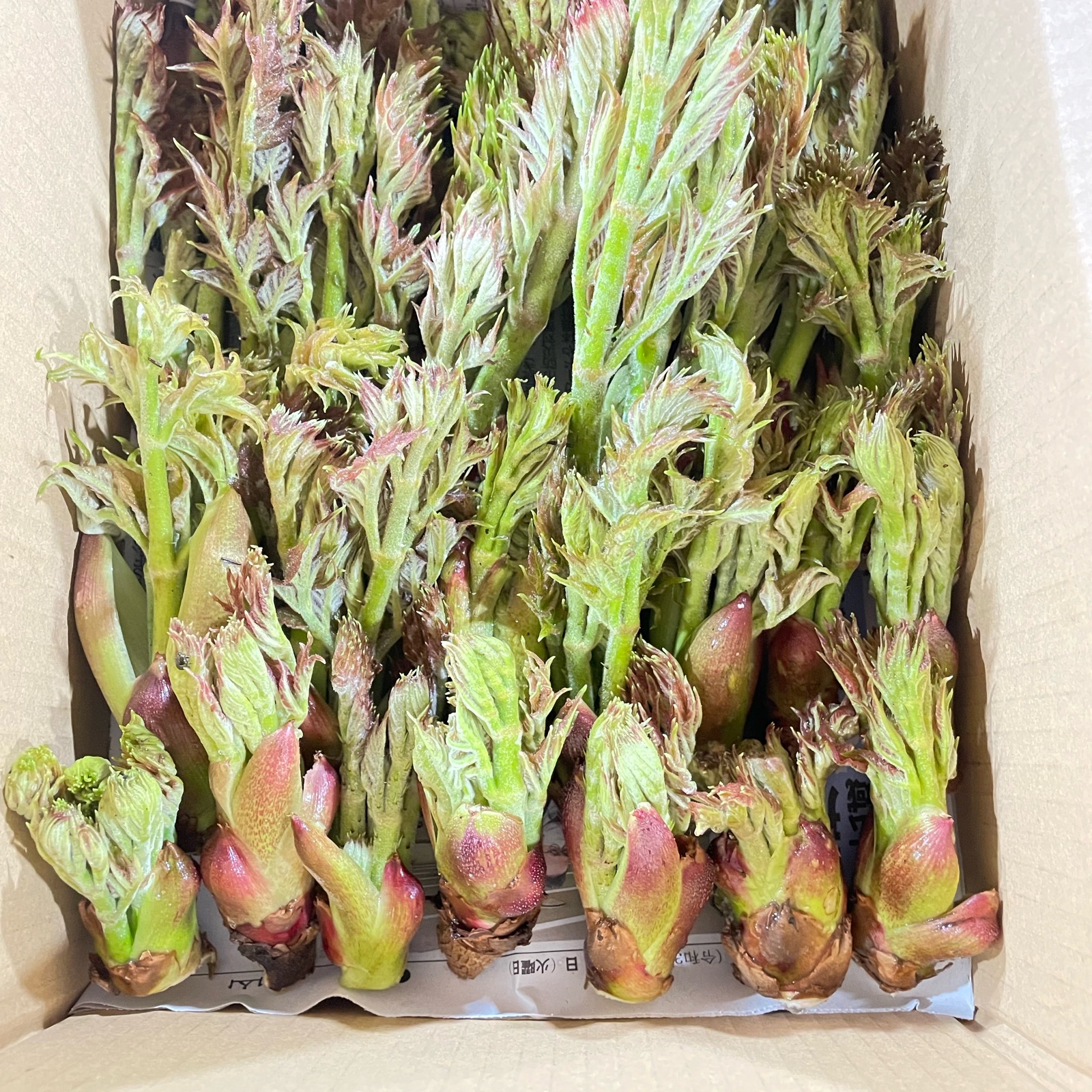 天然たらの芽 500グラム 山形県月山産 ｜ 野菜/山菜 産直アウル