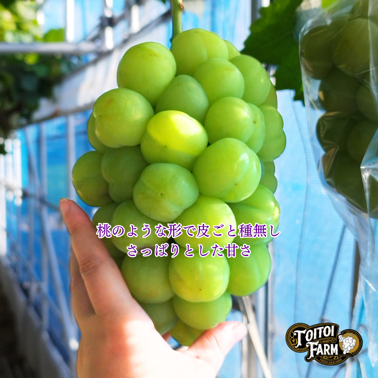 ②【岡山県産】瀬戸ジャイアンツ　7〜12房　約5キロ