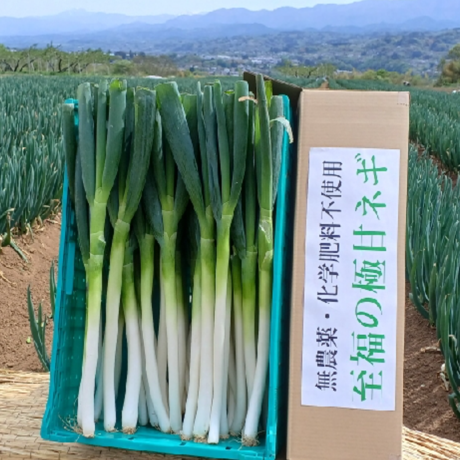 信州産【白ネギ】30本⭕️香り豊か⭕️採れたて瑞々しい「白ネギ」✨無 