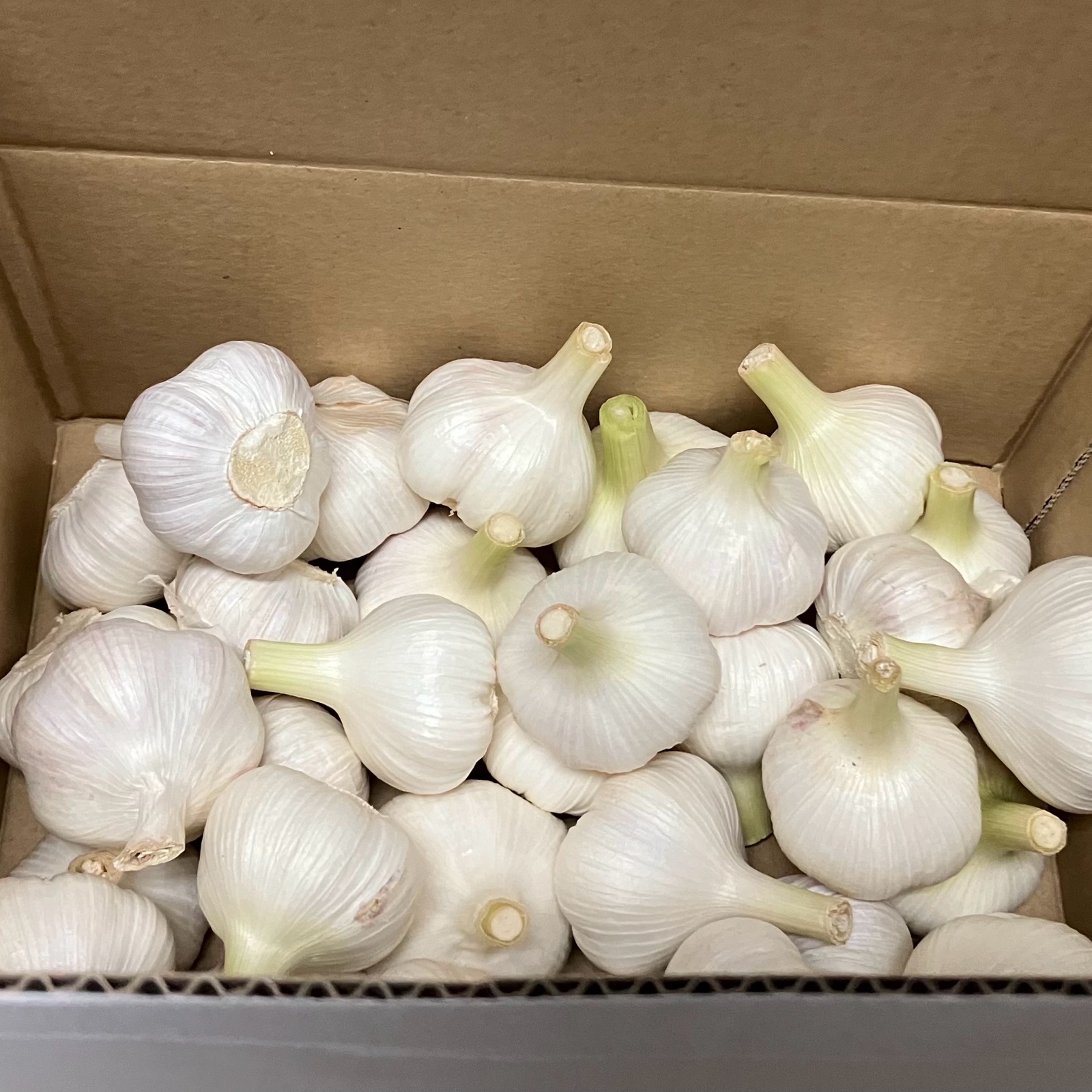 新ニンニク【1.4kg】 ｜ 野菜/にんにく 産直アウル 農家・漁師など生産