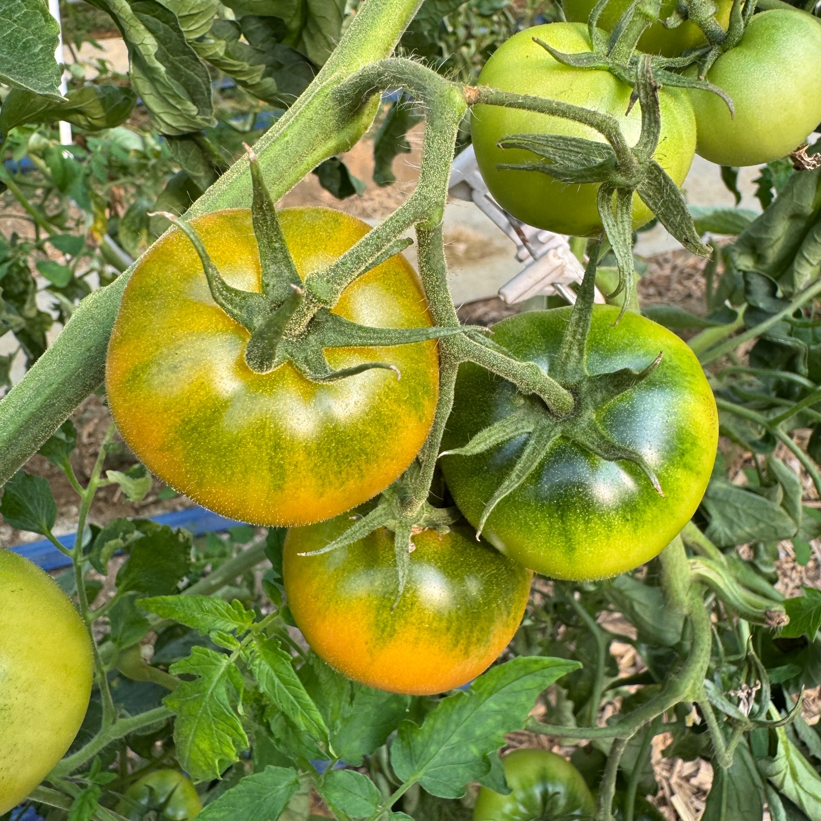ちょっと甘いトマト80サイズ箱詰め ｜ 野菜/トマト 産直アウル 農家
