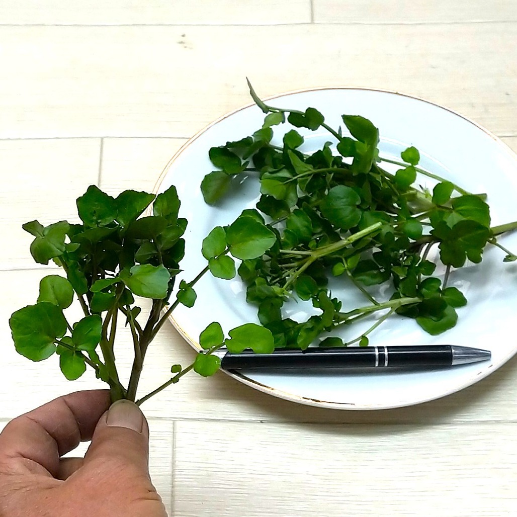 クレソン・自然栽培の天然物 農薬不使用（無農薬） ｜ 野菜/その他野菜