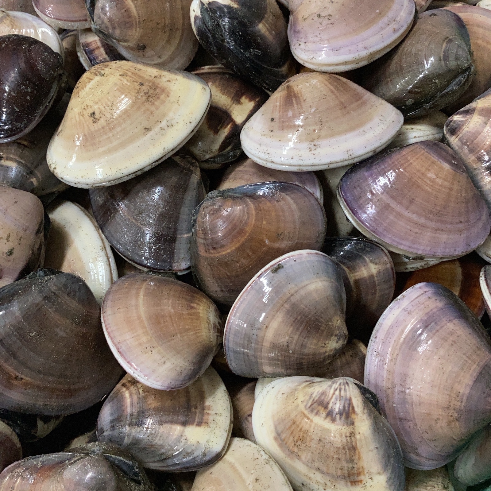 真空冷凍はまぐり(ぜんな) 1個5〜15g 約500g×1パック | 魚介類/蛤 産直