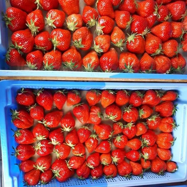 規格品】かわいい小粒やよいひめ 300g×8パック | 果物/いちご 産直