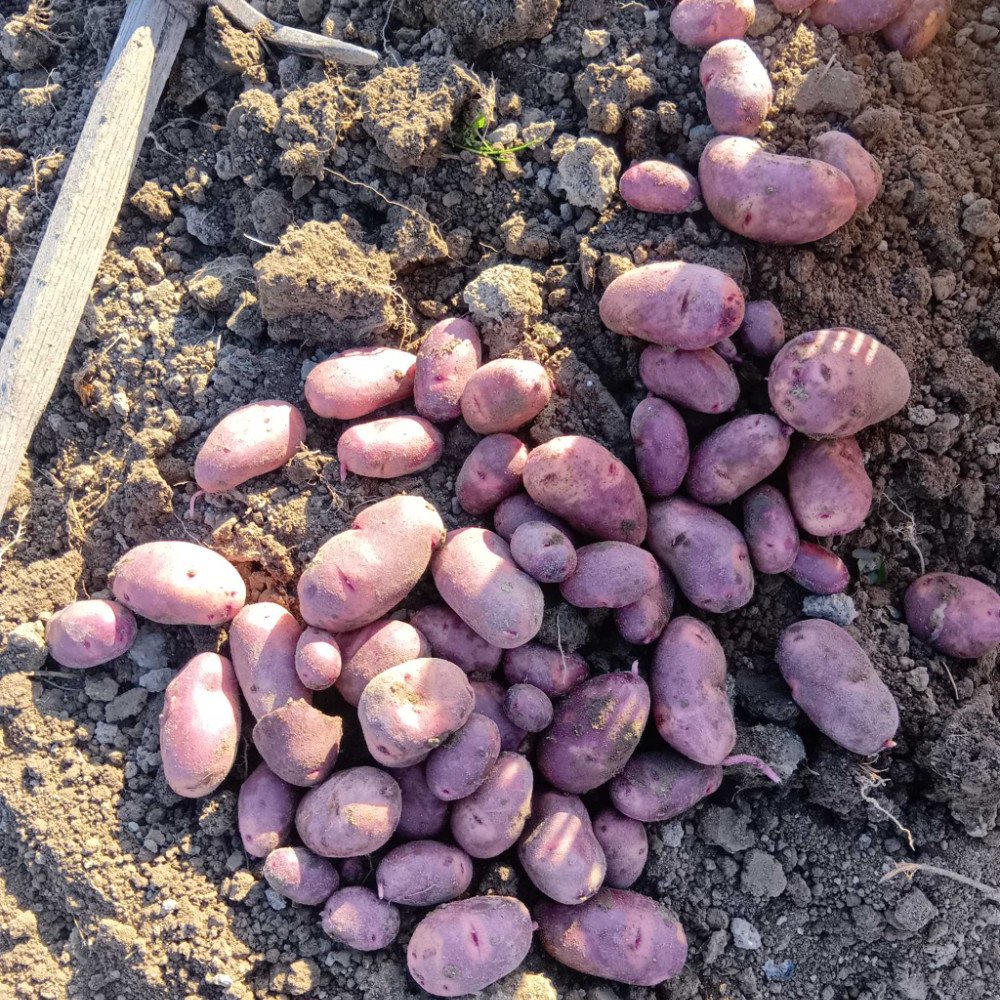 じゃがいも デストロイヤー | 野菜/じゃがいも 産直アウル 農家から