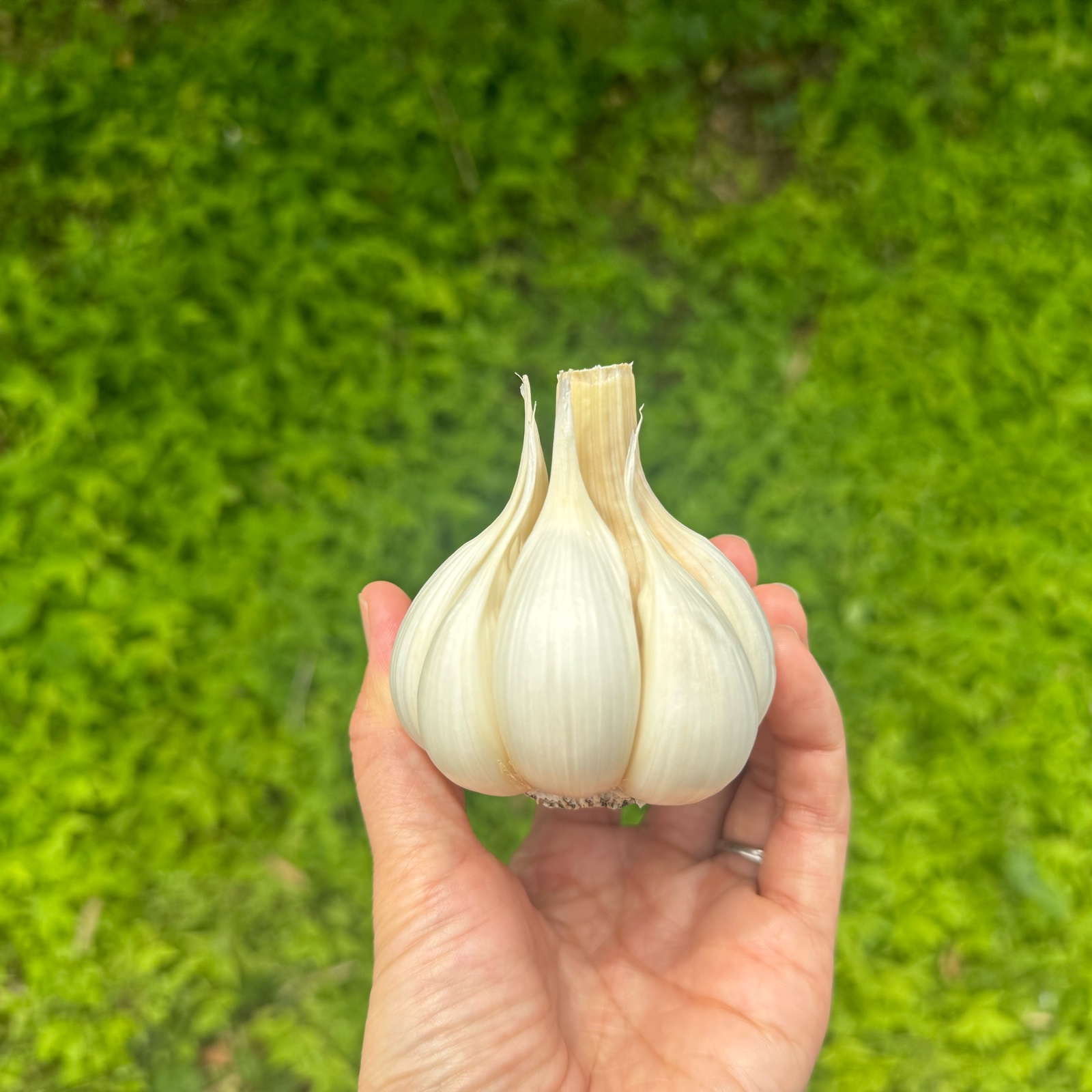 農薬不使用　にんにく　ニンニク　ガーリック 農薬•化学肥料不使用 ニンニク ｜ 野菜/にんにく 産直アウル 農家