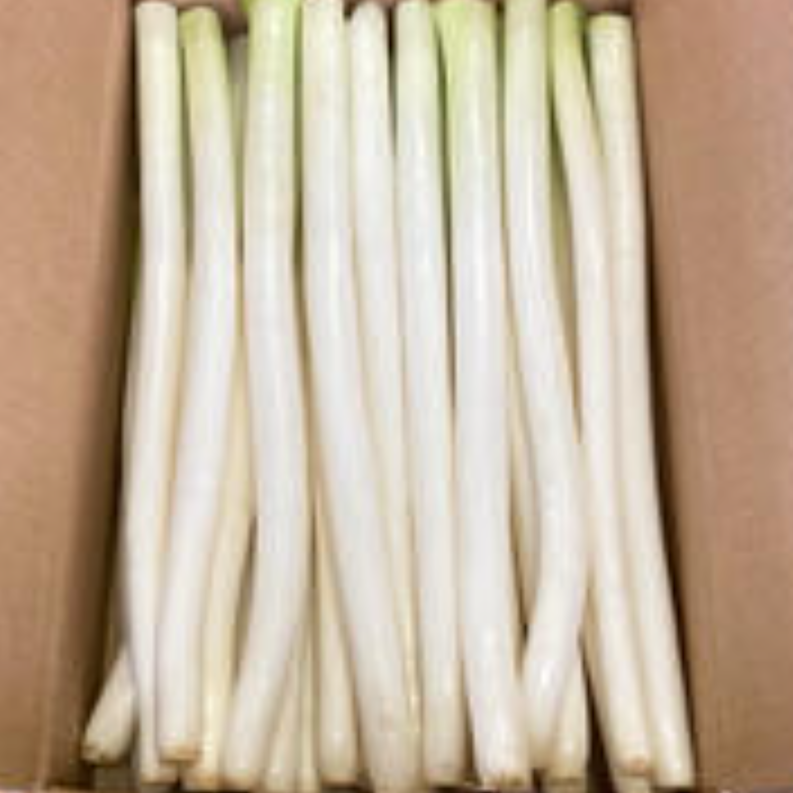 権右衛門の雪下ねぎ〈3kg〉 | 野菜/ねぎ 産直アウル 農家から直接野菜