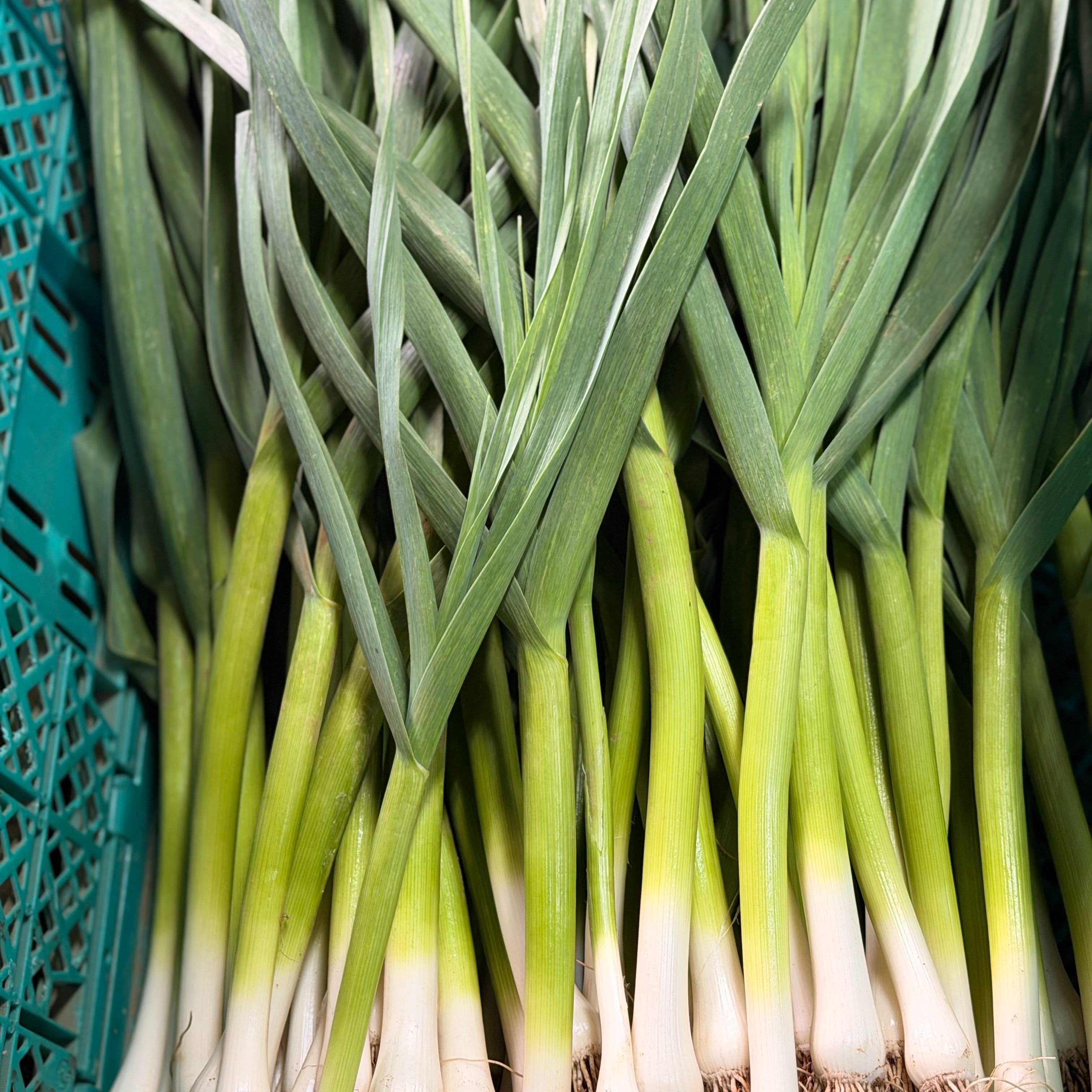 高知県産葉にんにく　葉ニンニク　野菜　産地直送5kg wnj