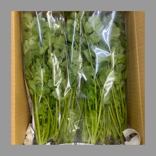 新鮮パクチー 13kg | 野菜/ハーブ 産直アウル 農家から直接野菜などの