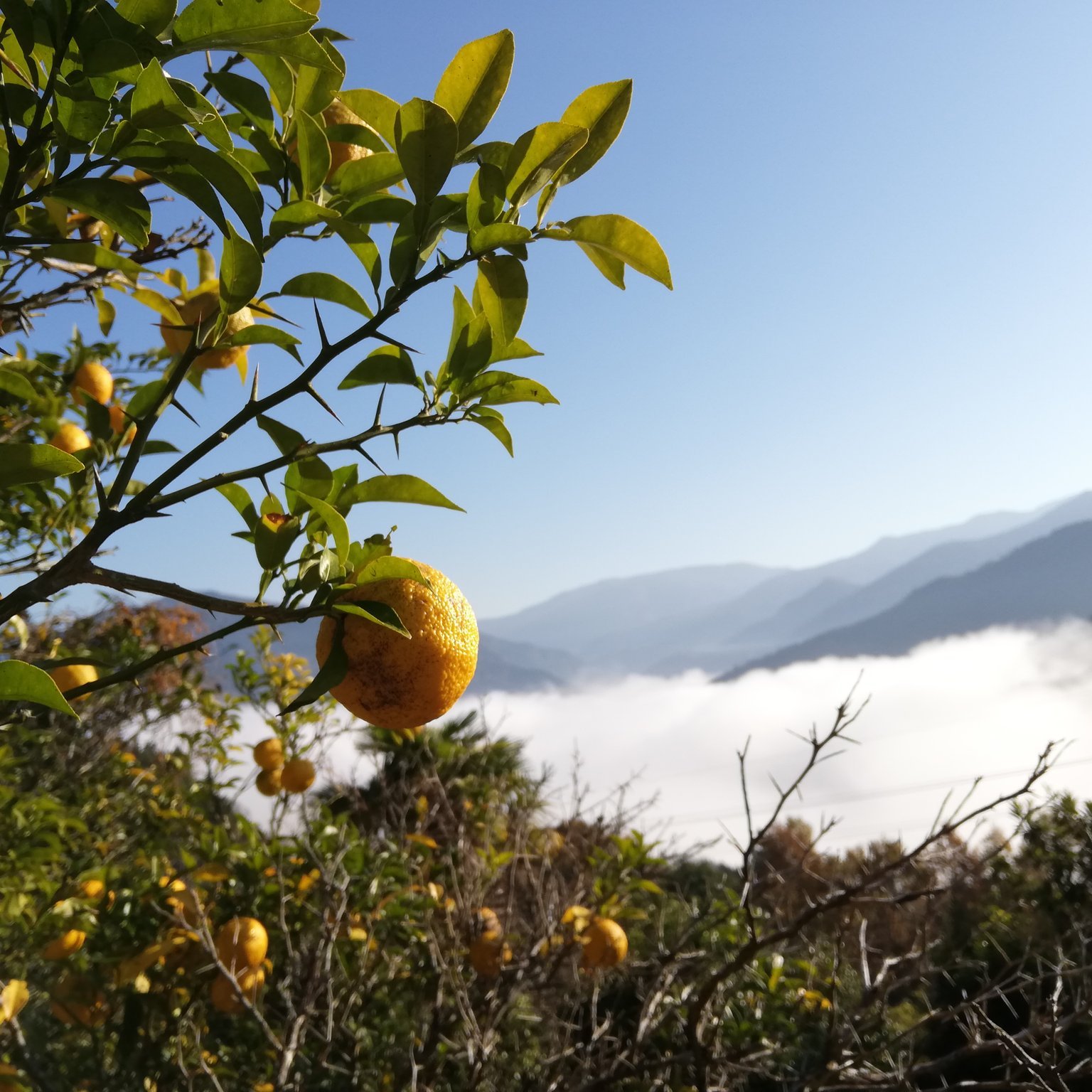 無農薬 ゆず玉 2.5kg | 果物/香酸柑橘(ライム・レモン等) 産直アウル