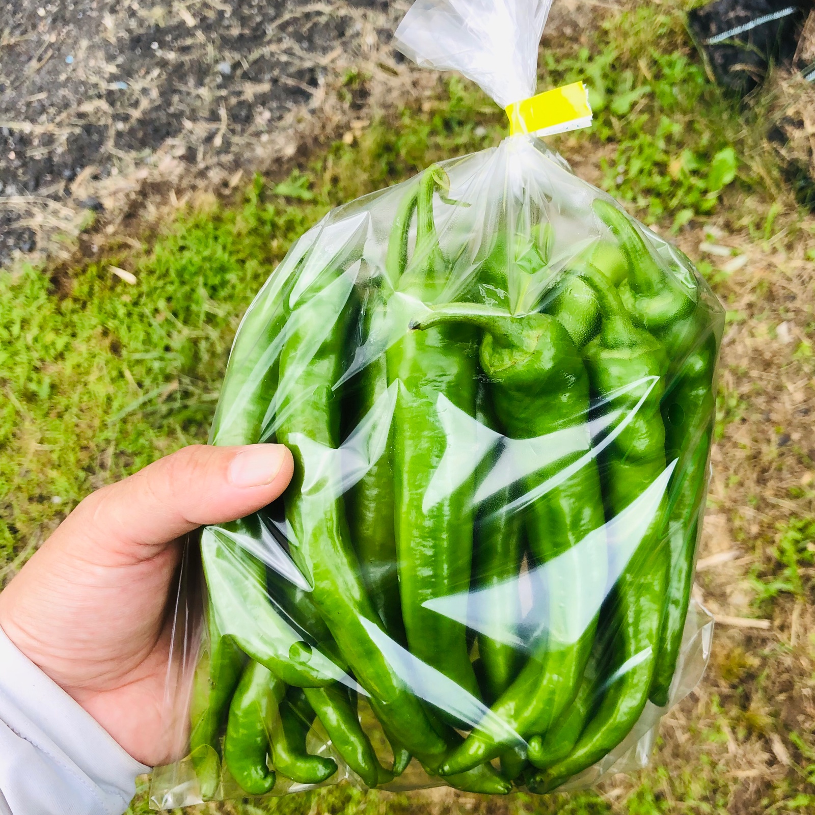 自然栽培】✨万願寺とうがらし！やめられない！止まらない！ご飯が進む