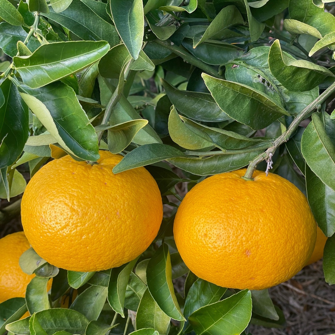 7代続くはらみかん農園の「豆州(ずしゅう)甘夏」5キロ | 果物/オレンジ