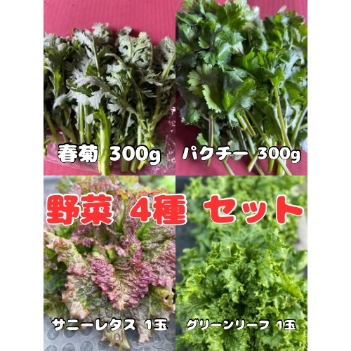 野菜4種セット（春菊・パクチー・サニーレタス・グリーンリーフ）群馬