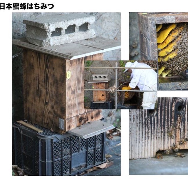 熊本県産】地蜂蜜 非加熱・無添加高濃度日本みつばち蜂蜜500g x 3