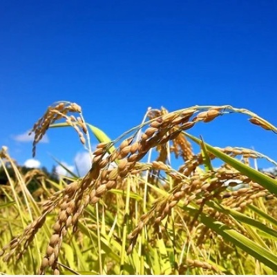 有機質栽培 減農薬 新米夢つくし玄米30キロ | 米・穀物/玄米 産直