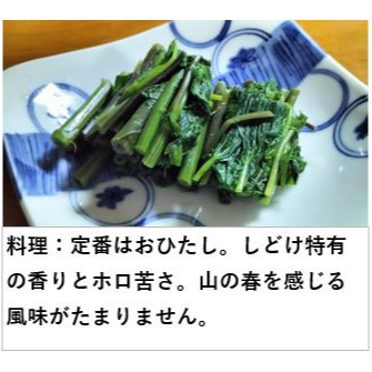しどけ 600g 雪国の香り！瑞々しい山菜の女王（シドケ/モミジガサ