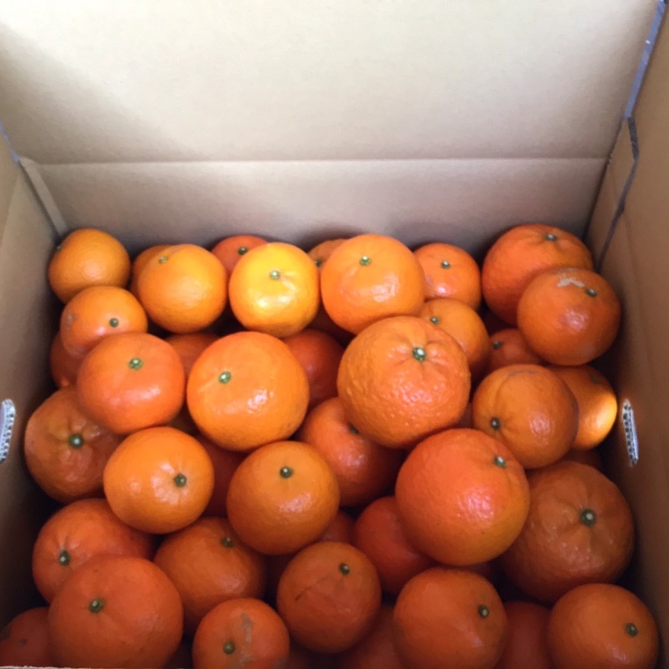☆屋久島の無農薬たんかん☆ 2月中旬ごろから順次発送いたします