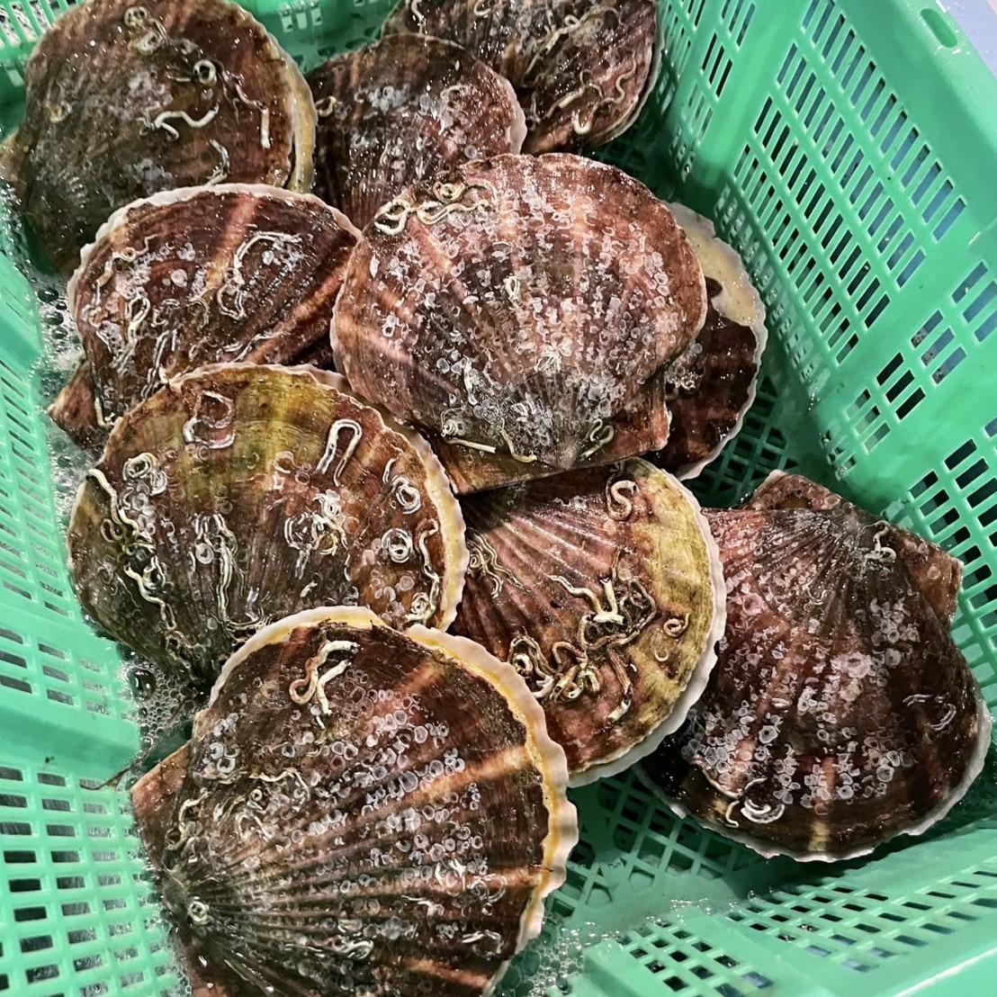 北海道野付産】天然殻付き活ほたて 4年もの 2kg（6枚～8枚）※沖縄