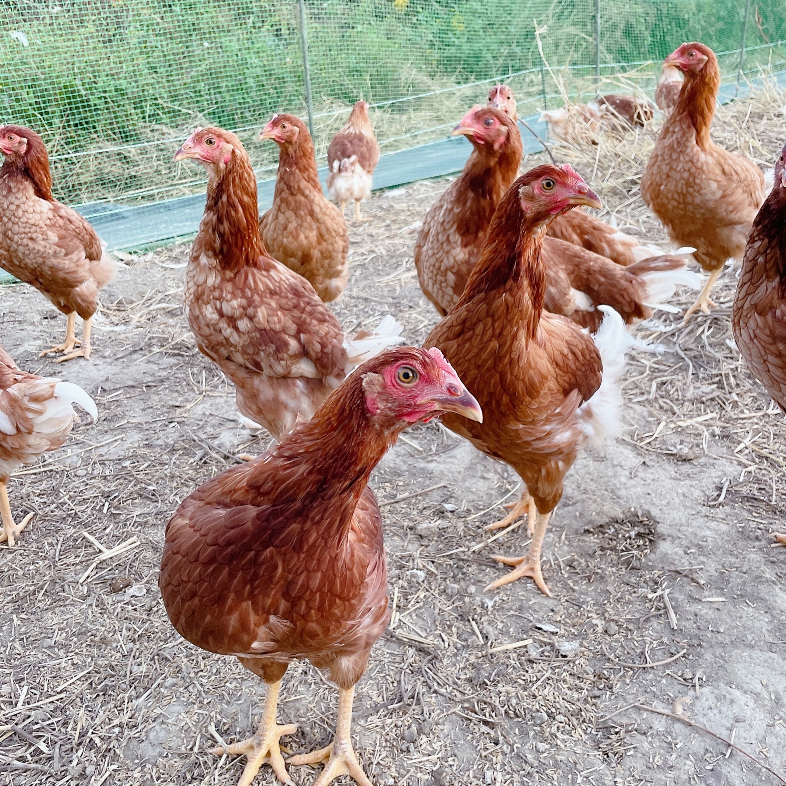 昔ながらの放し飼いでのびのび育った純国産赤鶏もみじのたまご《12個