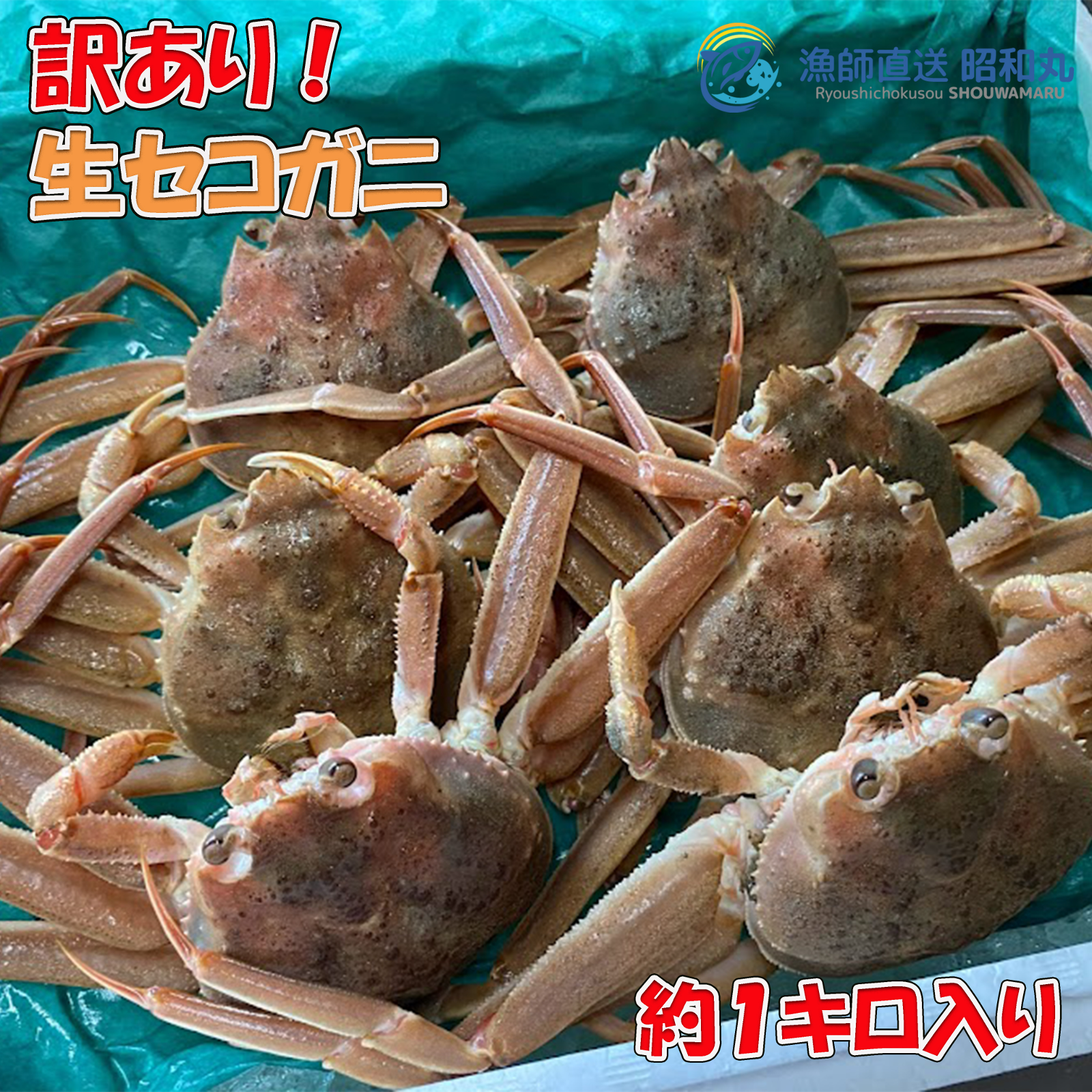 訳あり 生セコガニ 約1キロ入り ｜ 魚介類/カニ 産直アウル 農家・漁師