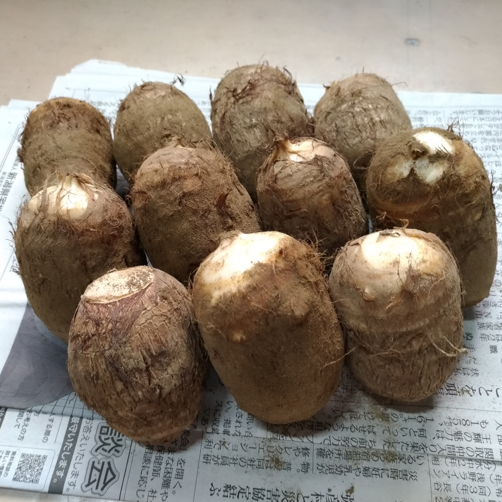 兵庫県産・里芋（ 土垂）・小粒種芋用4000個