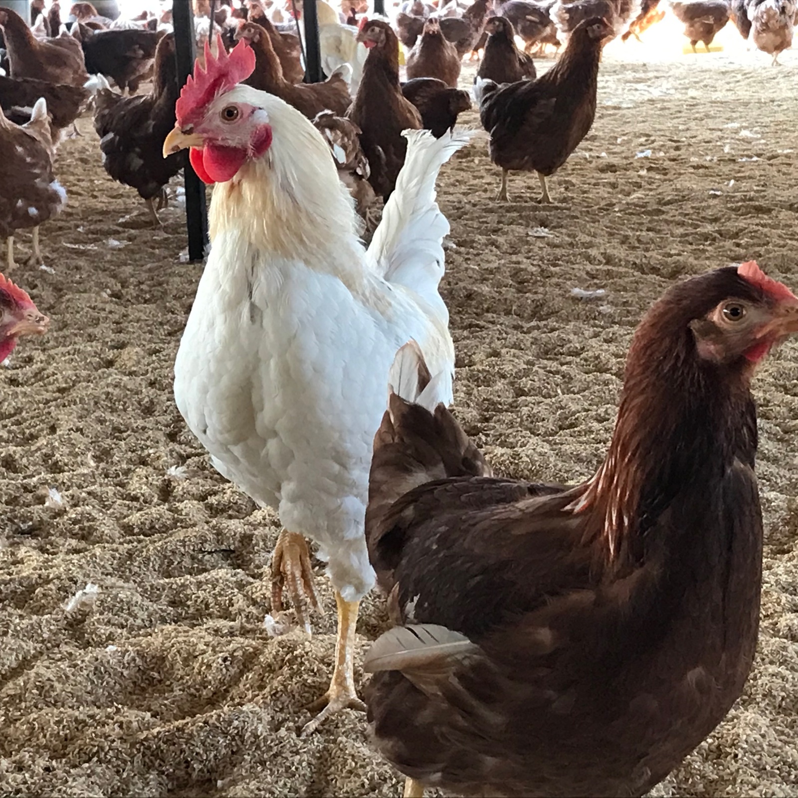 冷蔵便【平飼い20個：MSサイズ】 ｜ 卵/鶏卵 産直アウル 農家・漁師