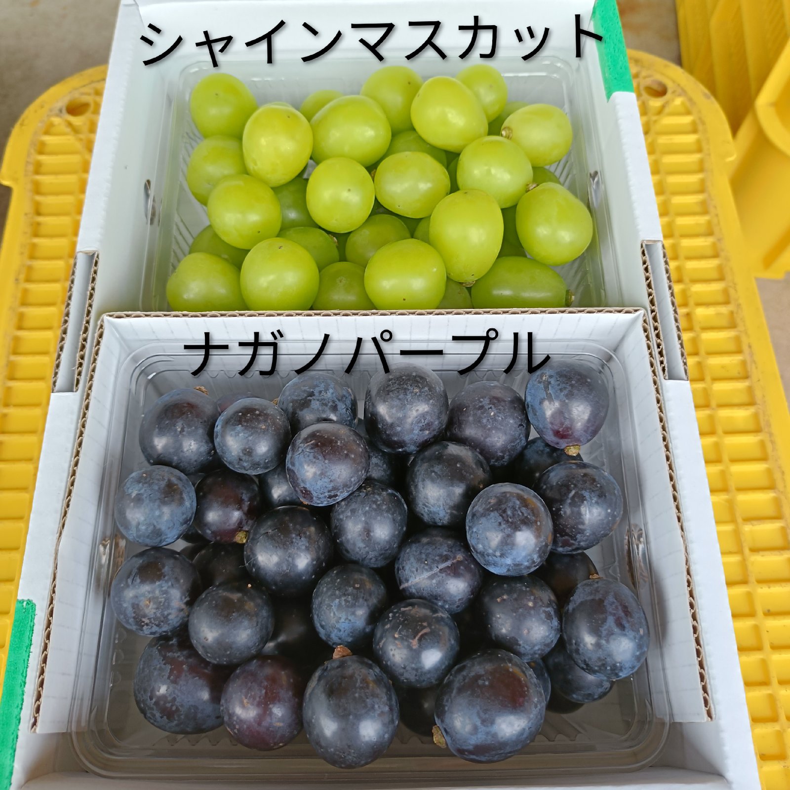 ナガノパープル、シャインマスカット他、加工用限定販売品になります。 長野市産 ナガノパープル＆シャインマスカット詰合せ1kg【2026年9月