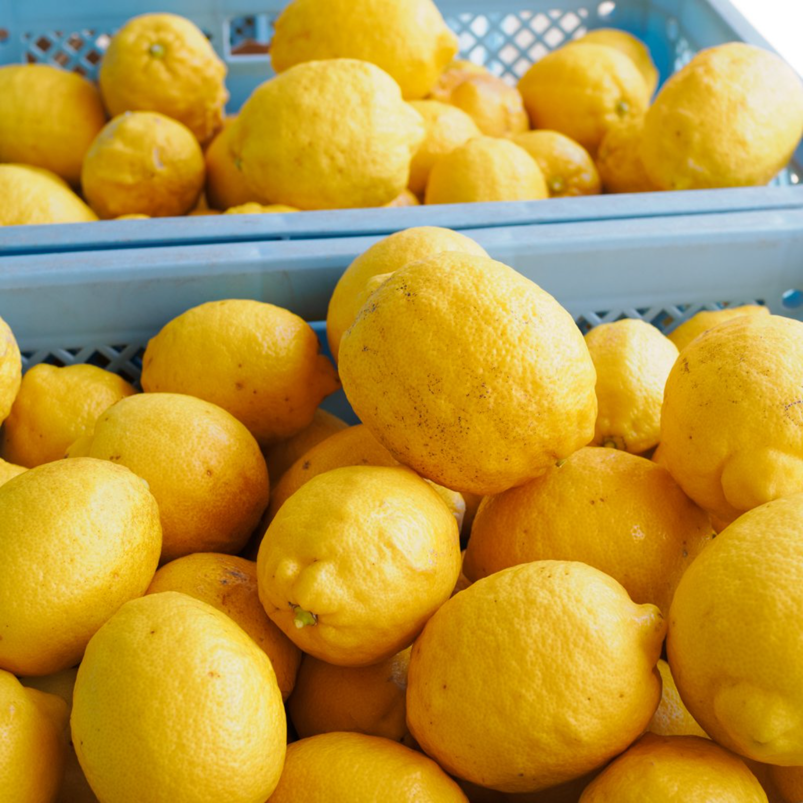 小豆島産 完熟レモン 農薬化学肥料不使用2kg ｜ 果物/香酸柑橘(ライム