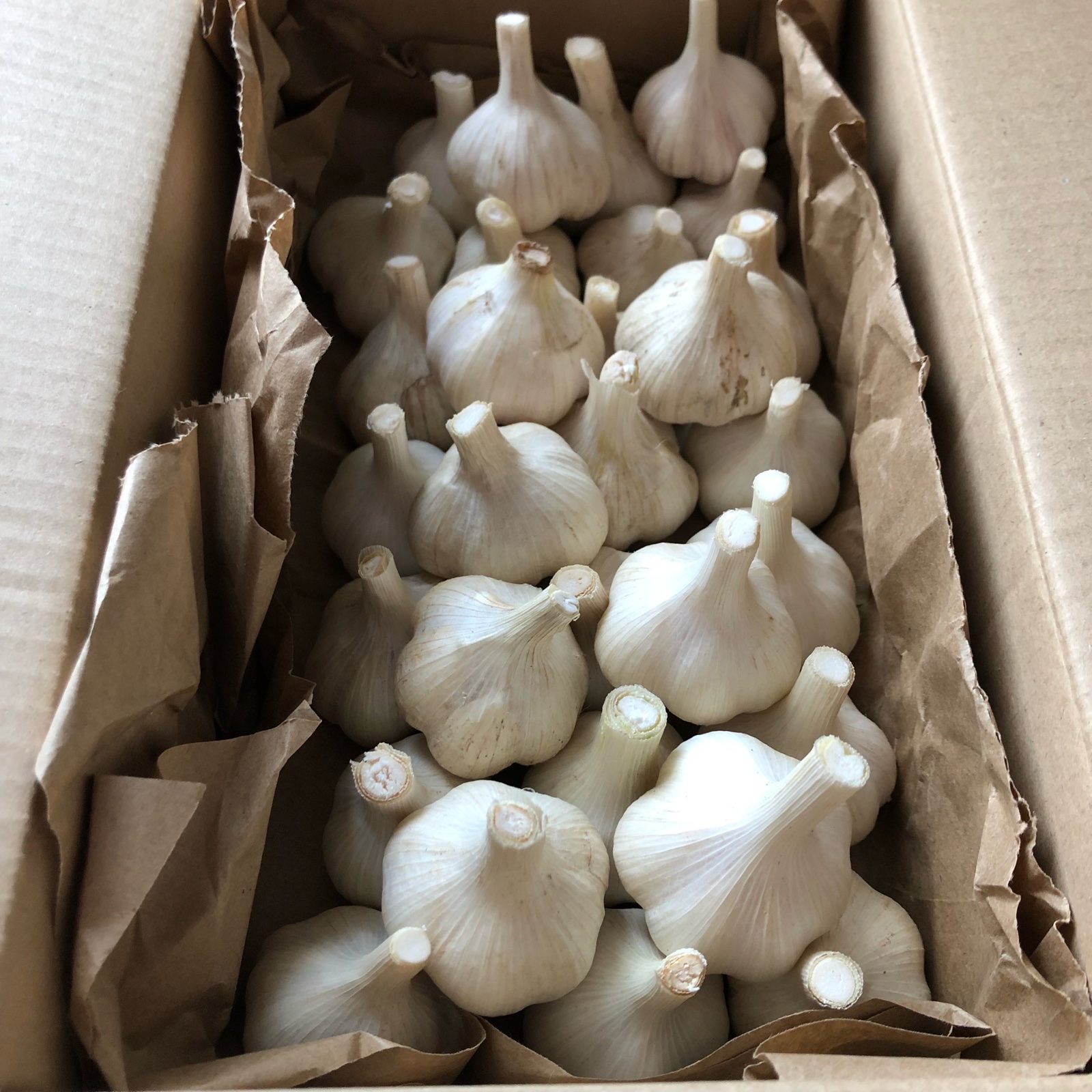 収穫直後の新ニンニク☆期間限定販売！長野県産1kg ｜ 野菜/にんにく
