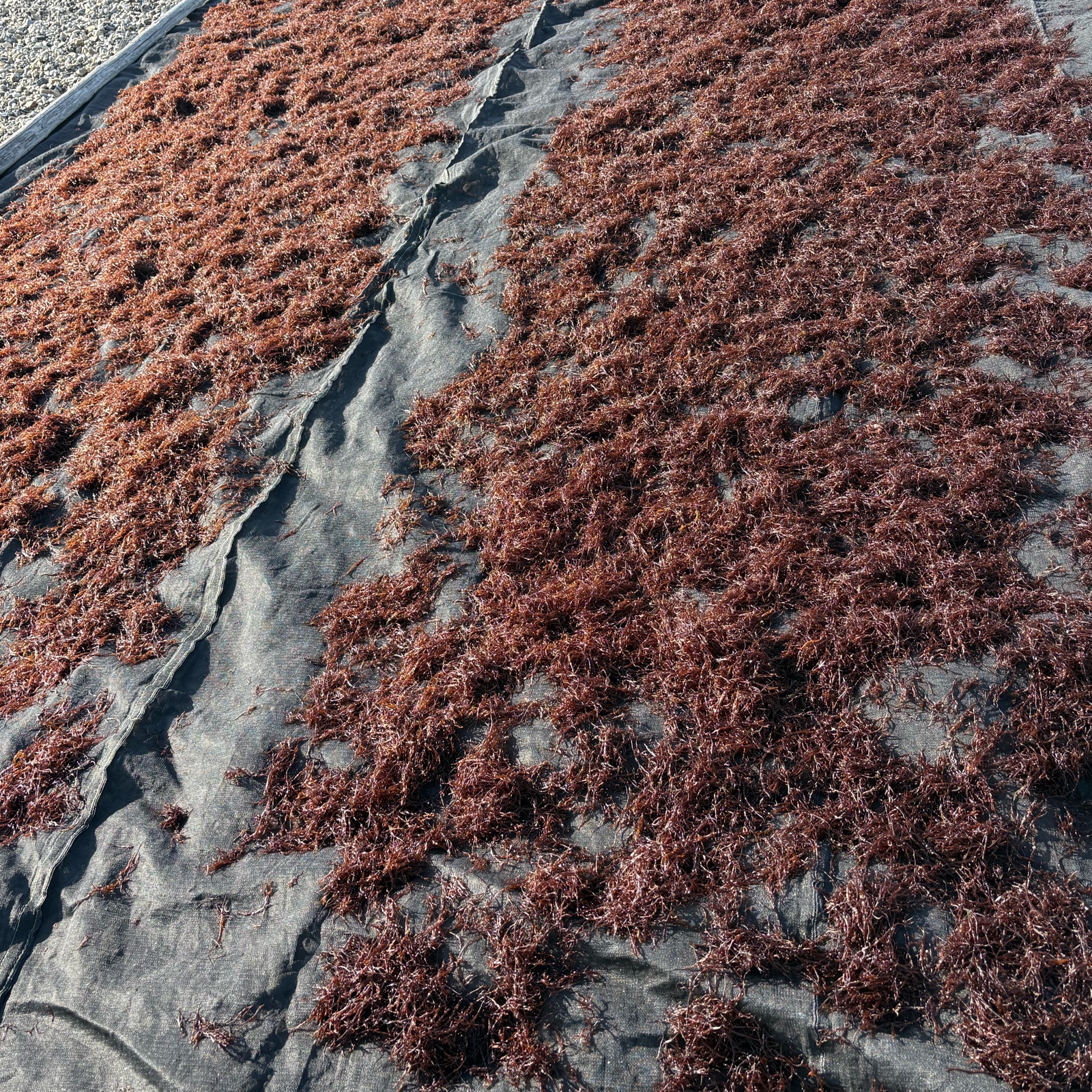 北海道産天然乾燥ふのり | 魚介類/のり 産直アウル 農家から直接野菜