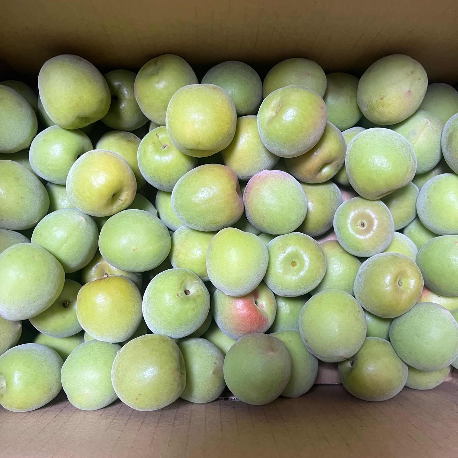 あかり 青梅3kg 一個限定】朝どり 青梅 3kg 南高梅 ｜ 果物/青梅 産直アウル 農家