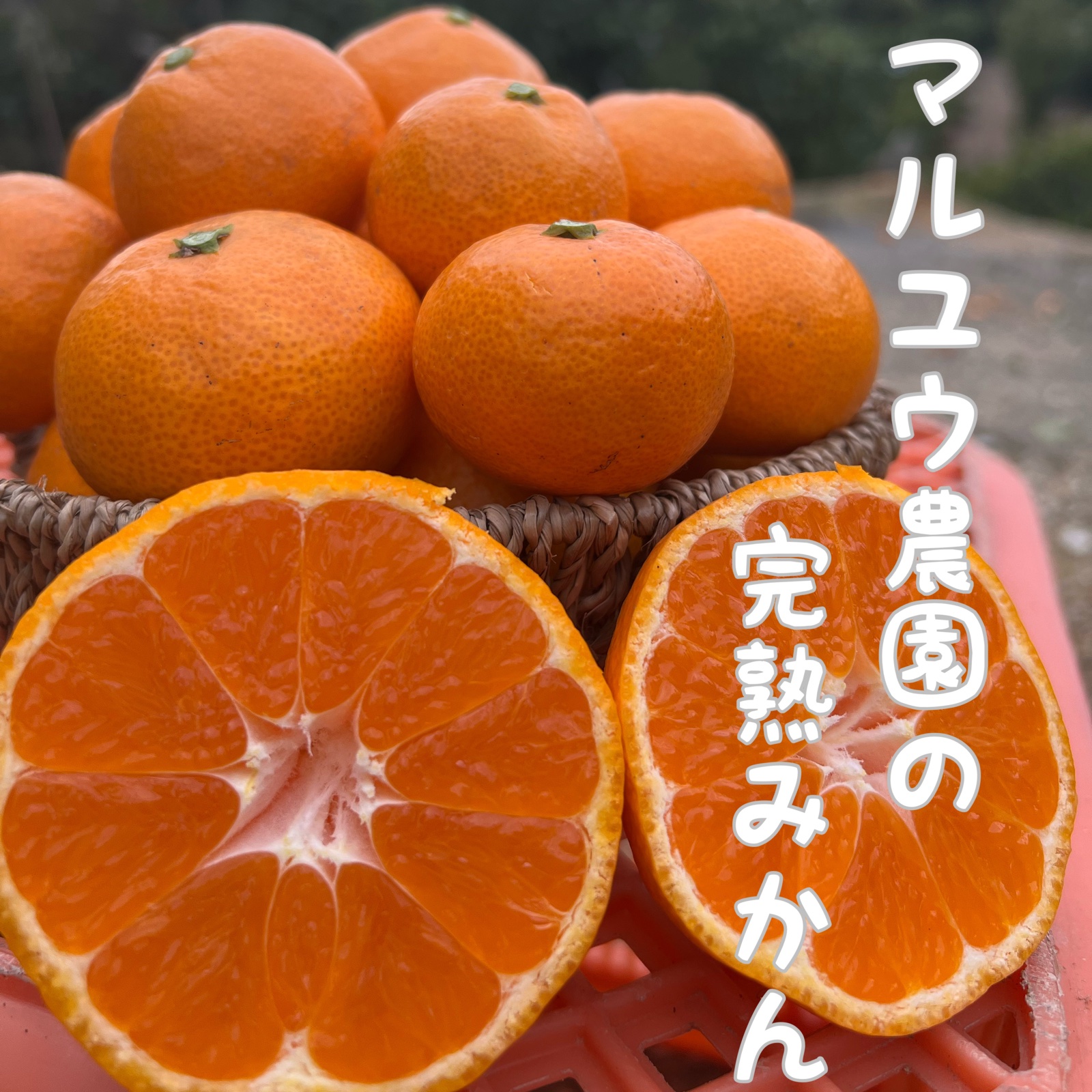 温州みかん食べくらべ（果物＞温州みかん）の産地直送商品一覧（通販