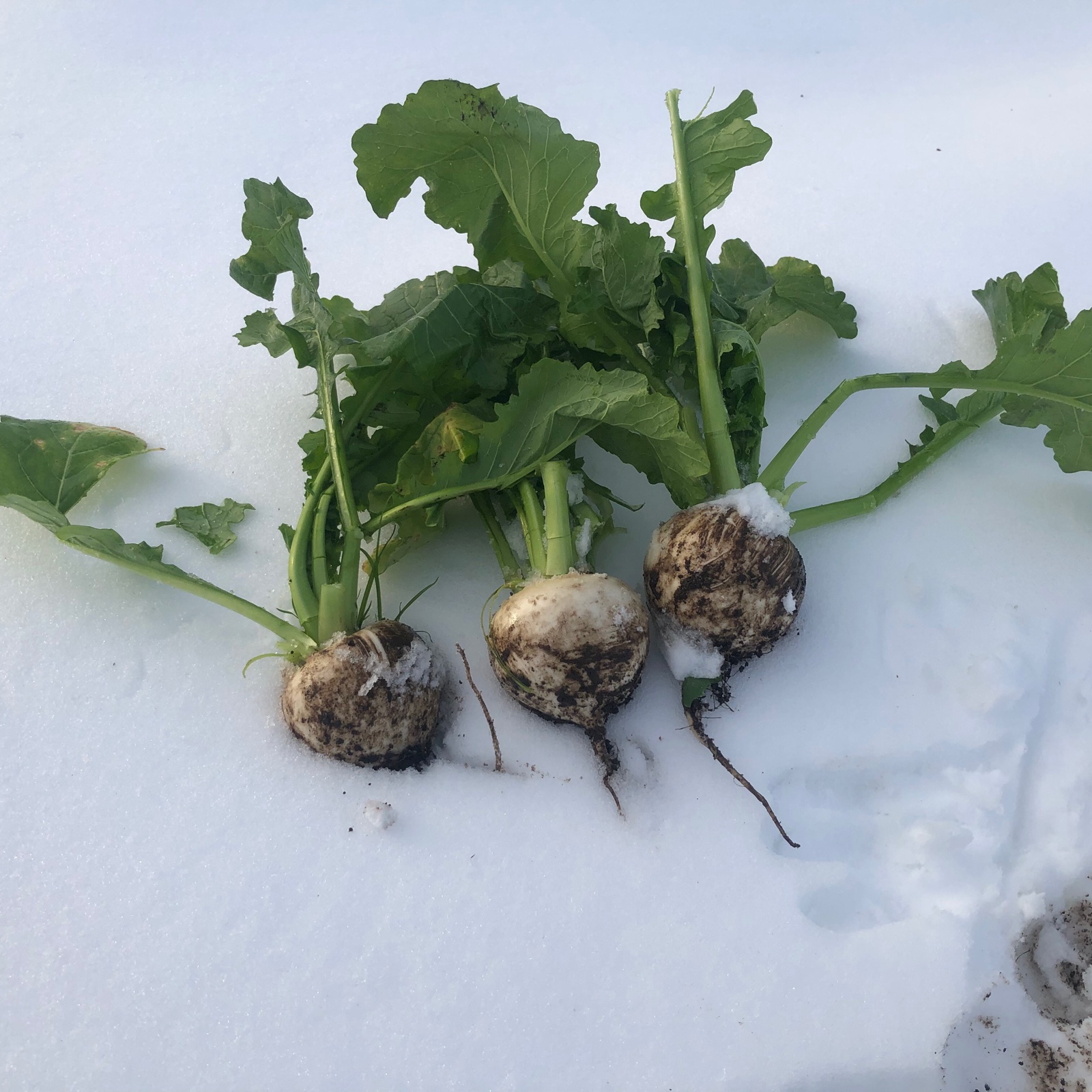 佐瀬農園の甘ーい雪下カブ ｜ 野菜/かぶ 産直アウル 農家・漁師など