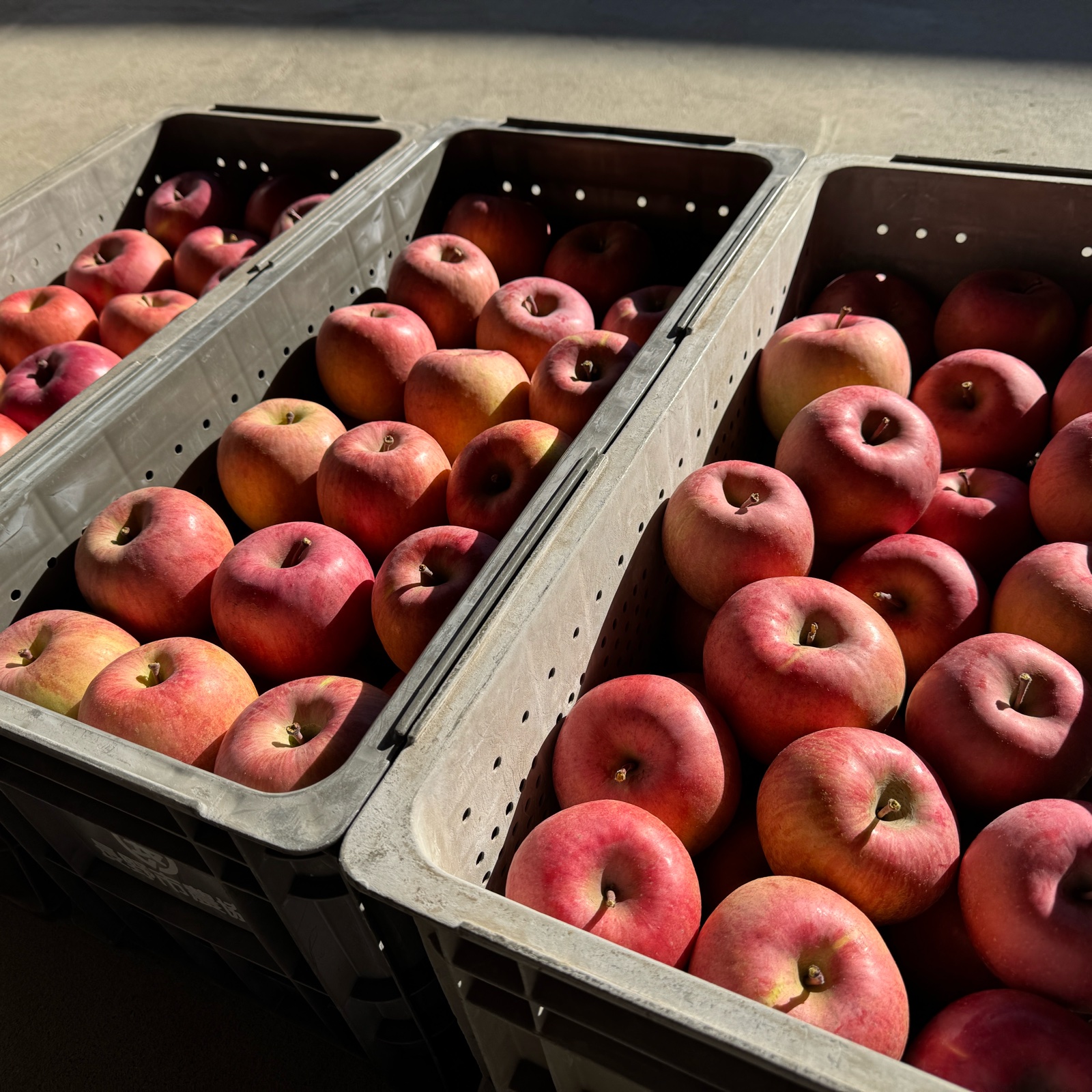 信州産、家庭用サンふじりんご約10キロ（24玉〜36玉前後） | 果物