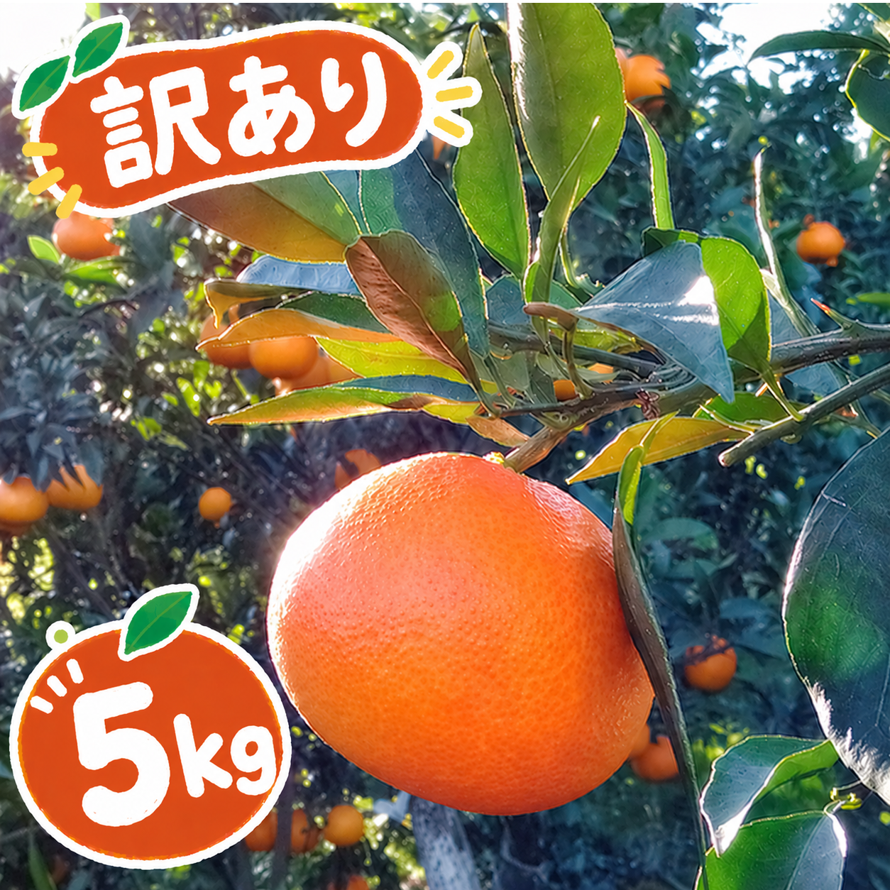訳ありドリアン 約5kg 冷藏発送 訳あり】まどんな 5kg みんなトリコになる プルプル 新食感 高級柑橘