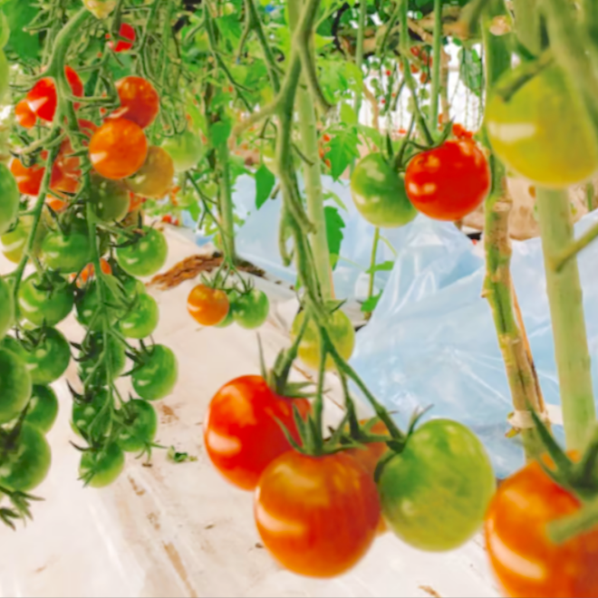 熊本県産 高級 完全無添加（無塩）たくみ農園 ミニトマト ジュース