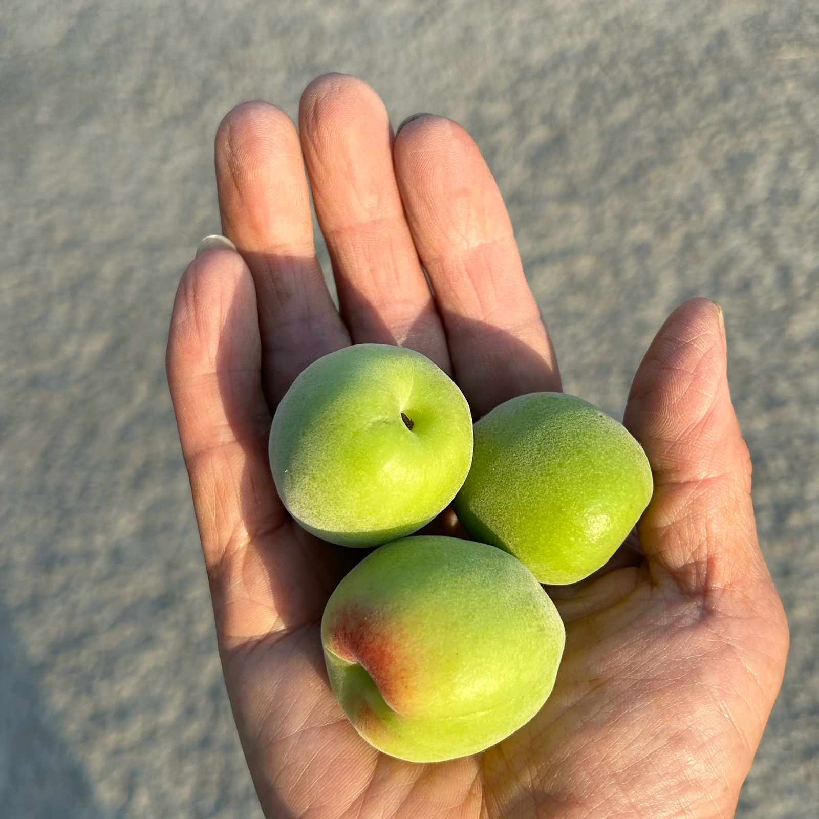 紀州南高梅L約4.5kg(冷蔵輸送) ｜ 果物/青梅 産直アウル 農家・漁師