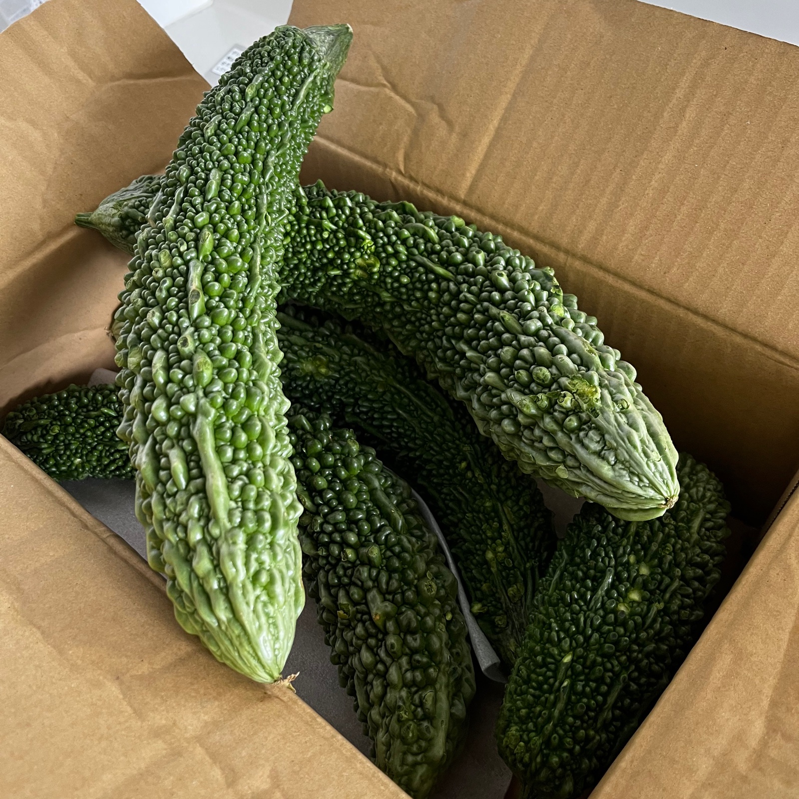 鹿児島県産！ゴーヤC級品！15本セット！ ｜ 野菜/ゴーヤ 産直アウル