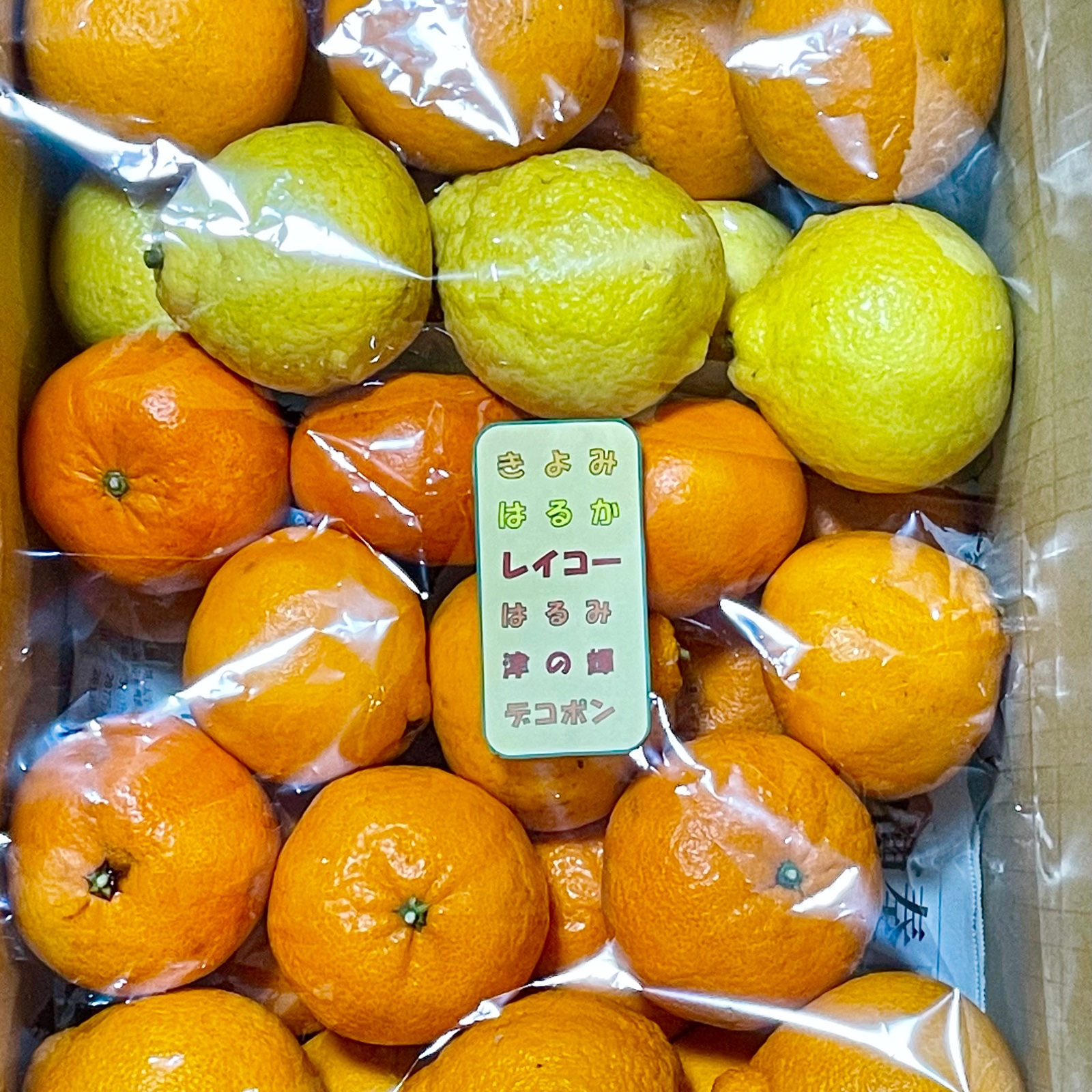 春旬柑橘大玉4＋2品種詰合せ 10キロ 旬の柑橘詰め合わせ 訳あり10kg(5kg×2箱)【当店おまかせ3種類以上が