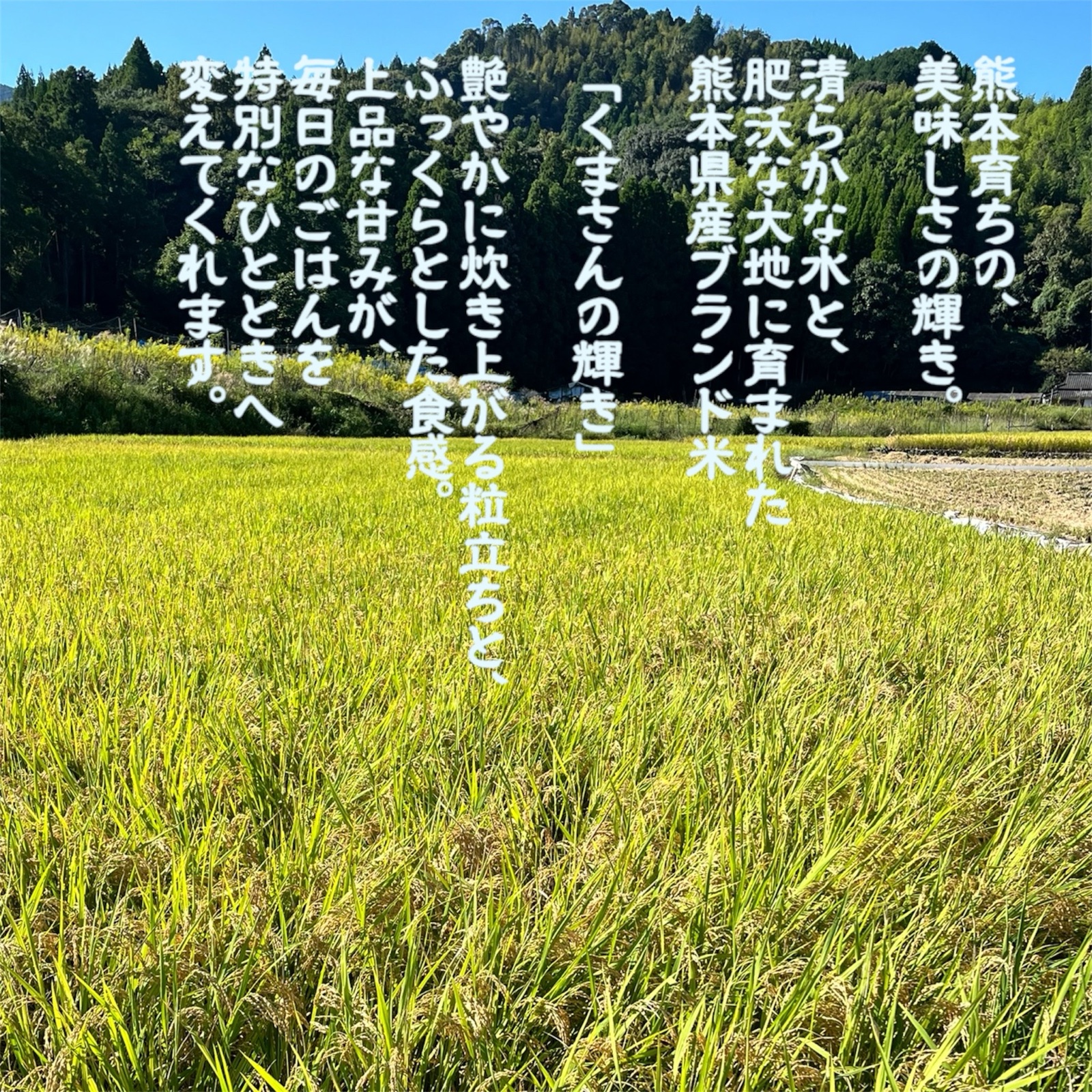6周年限定】令和7年度熊本県産 くまさんの輝き 玄米5kg ｜ 米・穀物